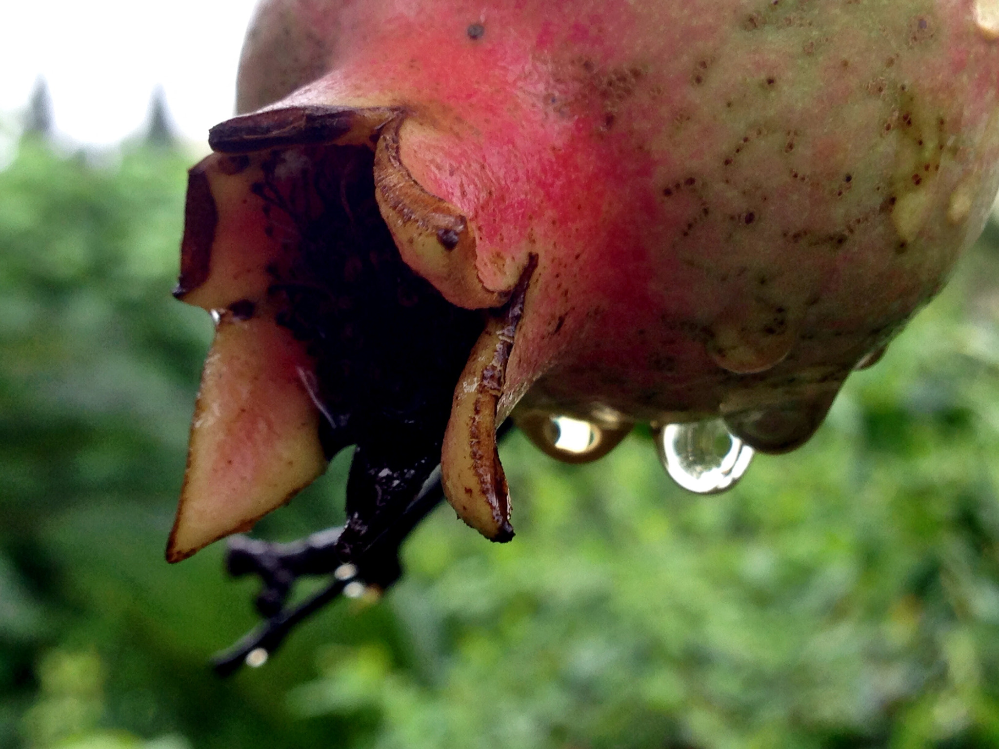 Apple iPhone5,2 sample photo. Pomegranate 石榴 photography
