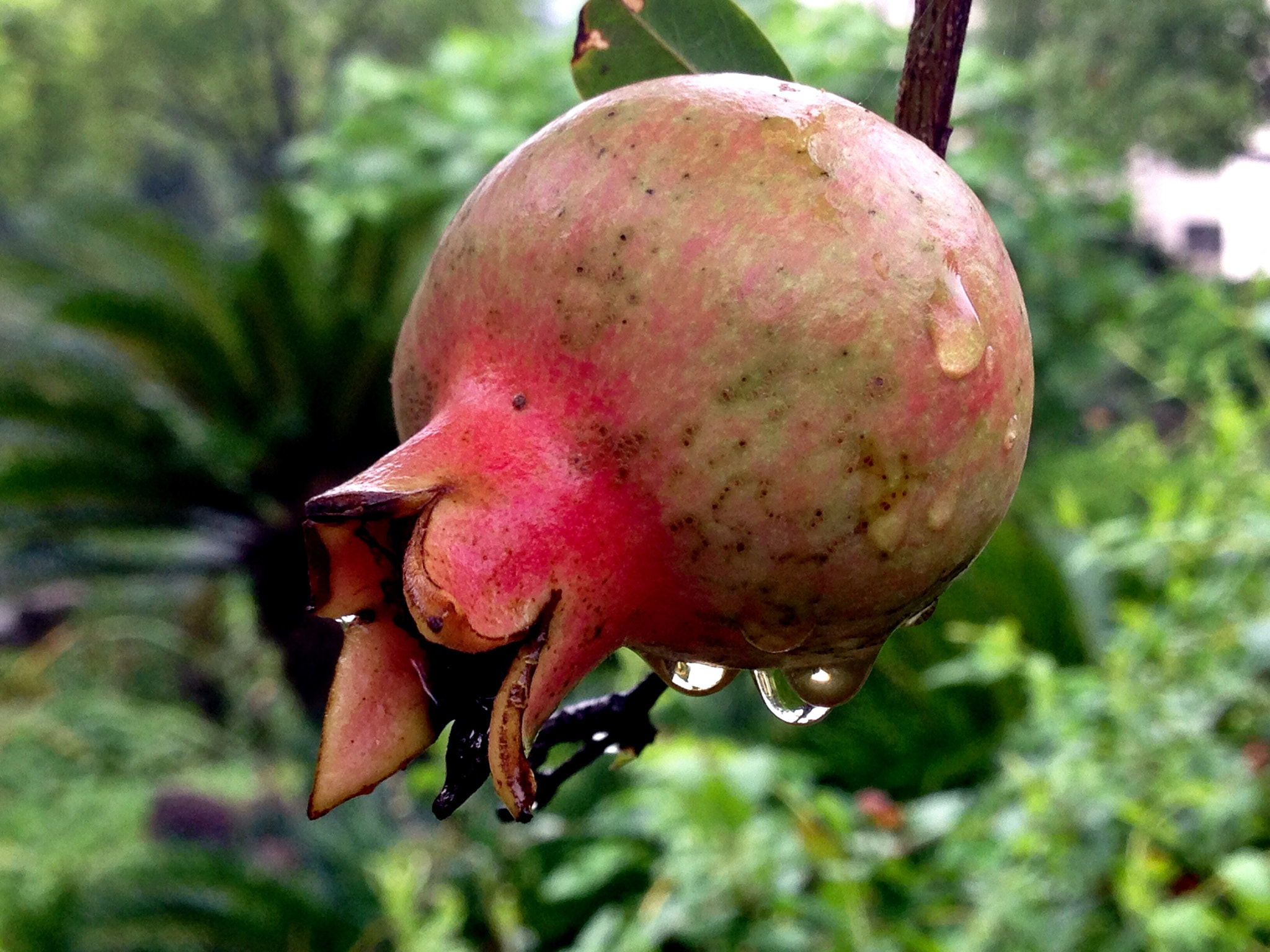 Apple iPhone5,2 sample photo. Pomegranate 石榴 photography