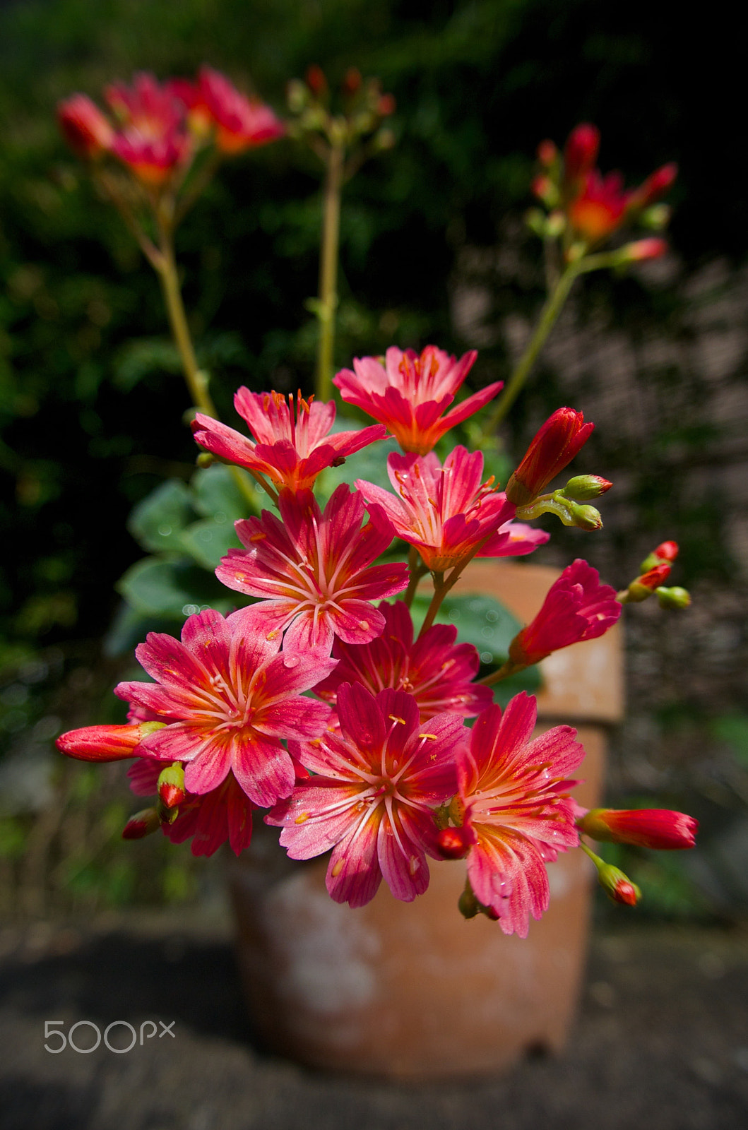 Nikon 1 J2 sample photo. Lewisia photography