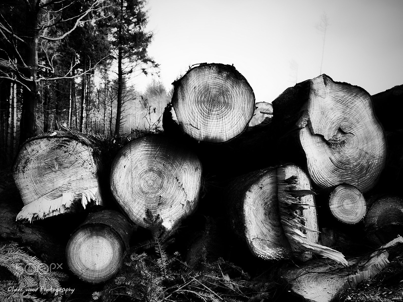 Sigma 10-20mm F4-5.6 EX DC HSM sample photo. Macclesfield forest lumber photography
