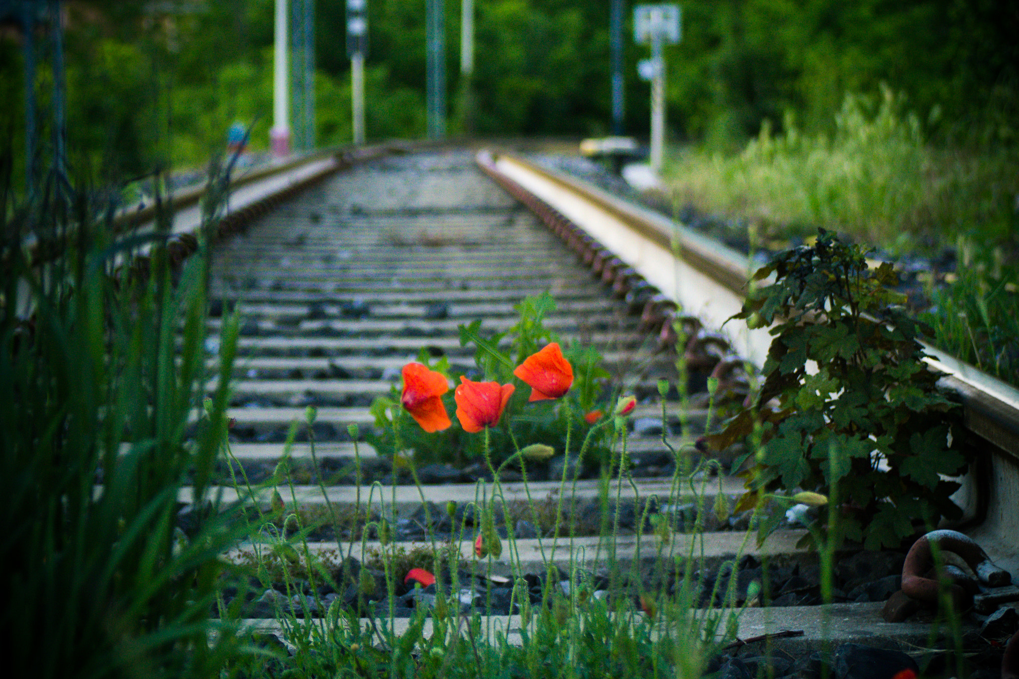 Canon EOS 1200D (EOS Rebel T5 / EOS Kiss X70 / EOS Hi) + Canon EF 28-80mm f/3.5-5.6 sample photo. Poppies on the railroad photography