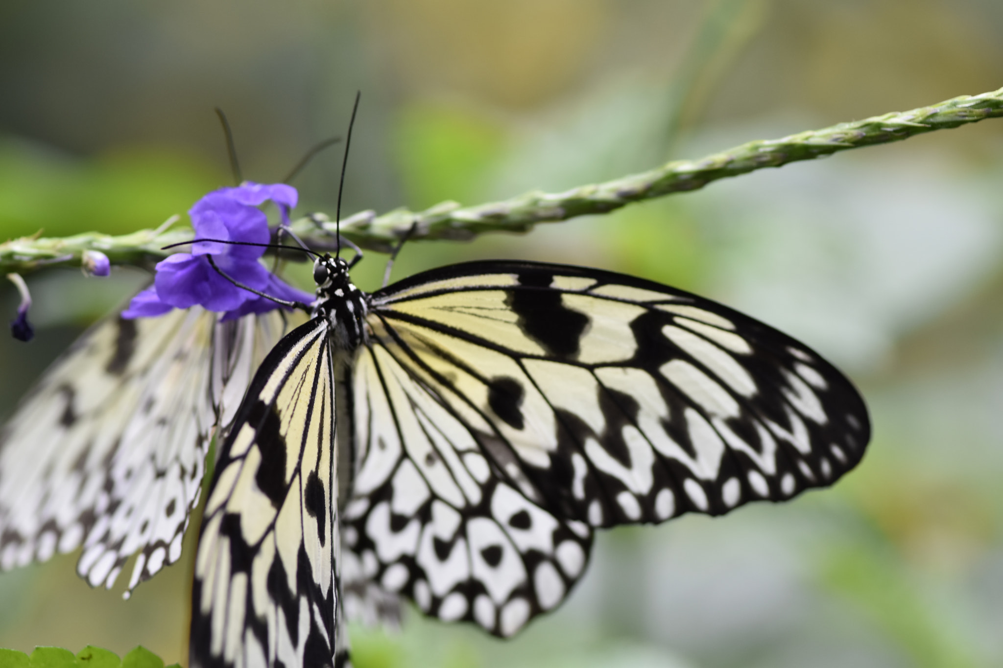 Nikon AF-S Micro-Nikkor 105mm F2.8G IF-ED VR sample photo. Butterfly1 photography