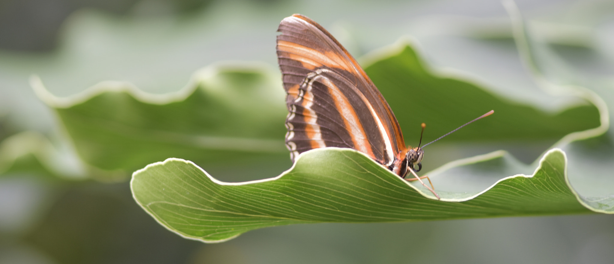 Nikon AF-S Micro-Nikkor 105mm F2.8G IF-ED VR sample photo. Butterfly3 photography