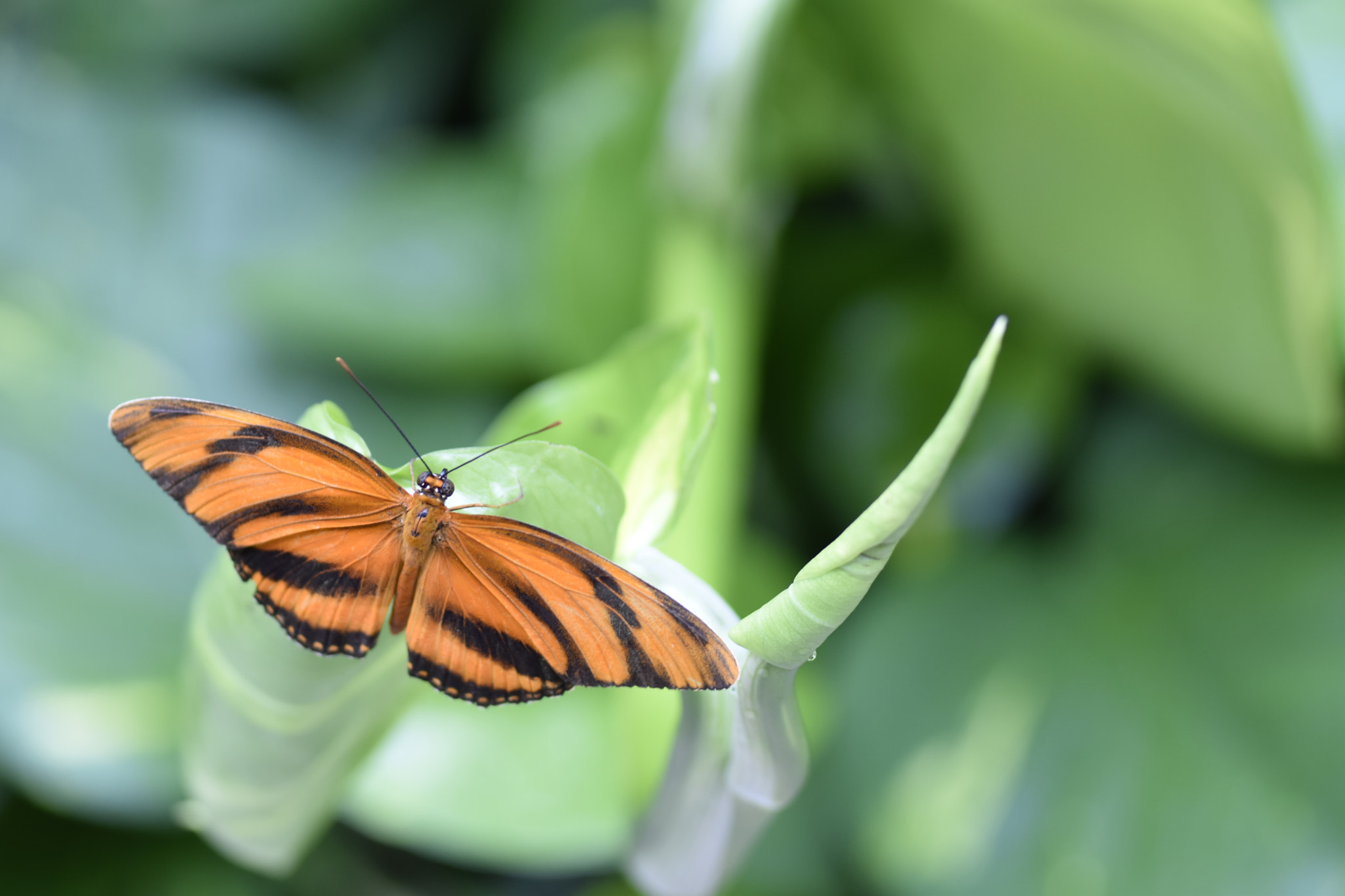 Nikon AF-S Micro-Nikkor 105mm F2.8G IF-ED VR sample photo. Butterfly4 photography