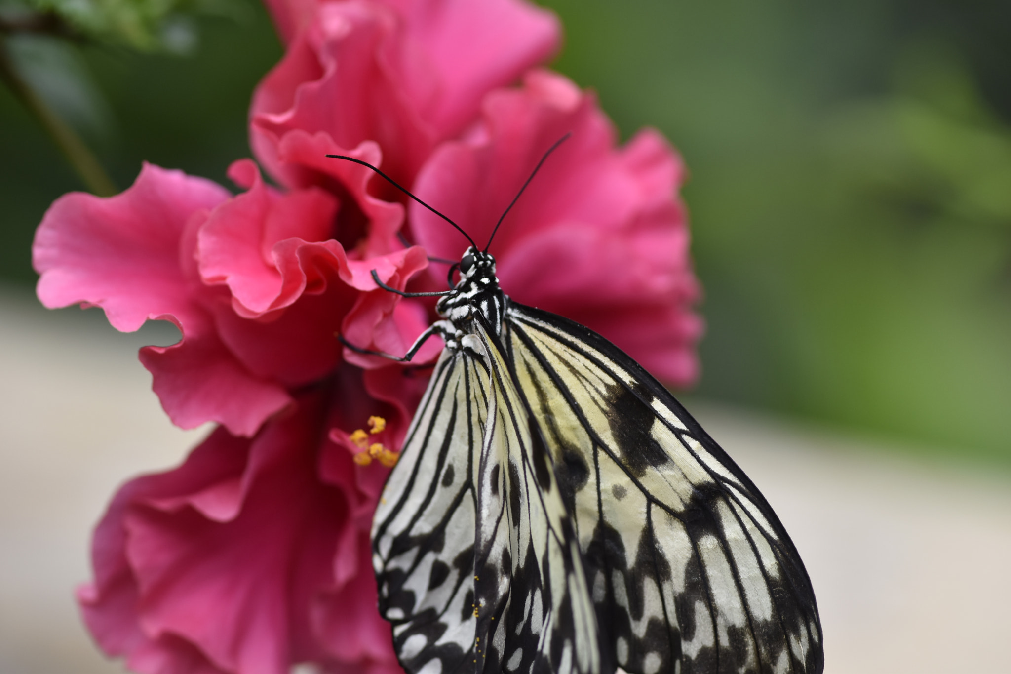 Nikon AF-S Micro-Nikkor 105mm F2.8G IF-ED VR sample photo. Butterfly5 photography