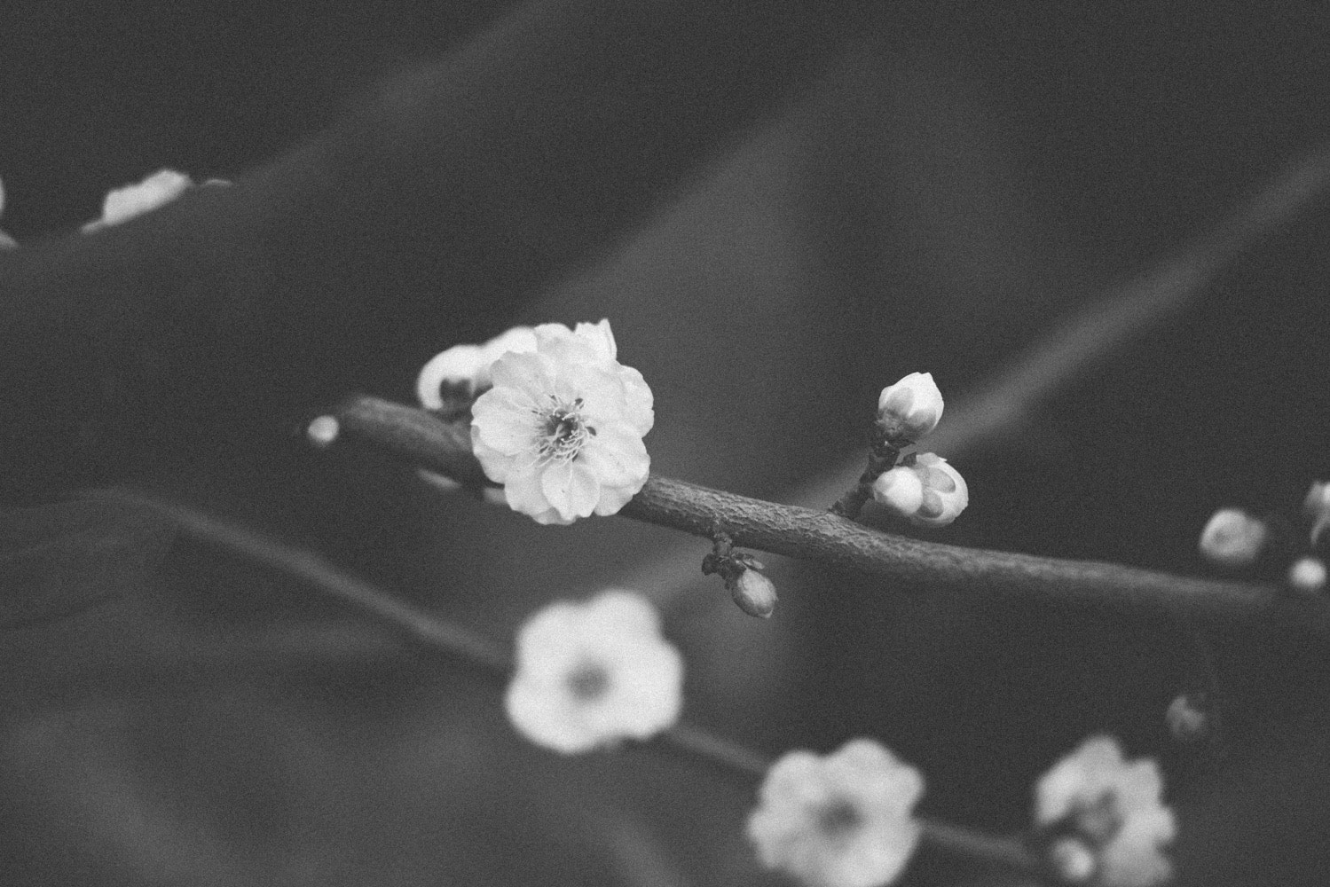 Nikon D800 + AF Nikkor 70-210mm f/4-5.6 sample photo