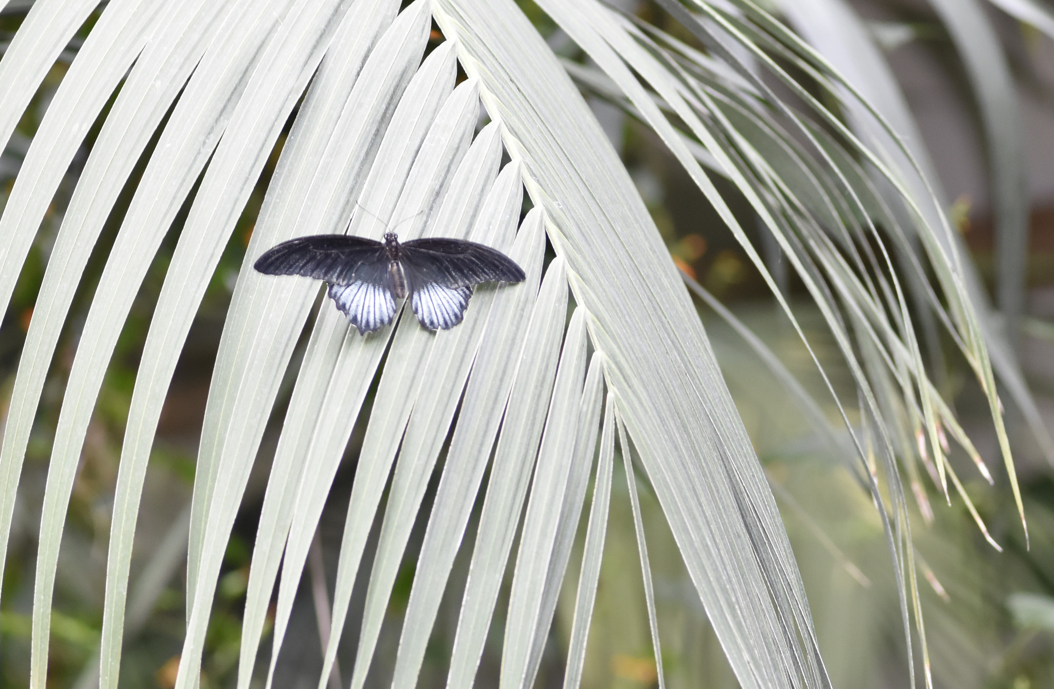 Nikon AF-S Micro-Nikkor 105mm F2.8G IF-ED VR sample photo. Butterfly6 photography