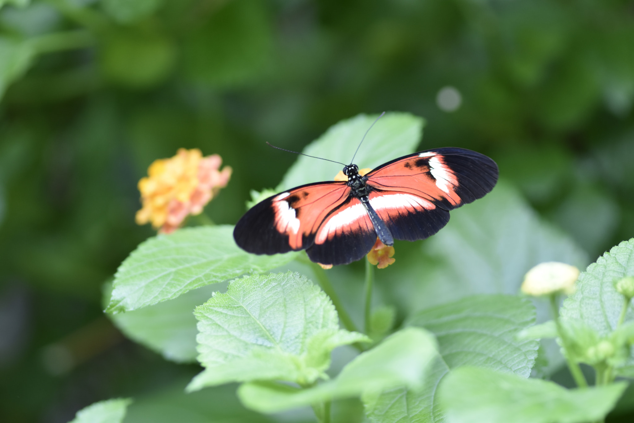 Nikon AF-S Micro-Nikkor 105mm F2.8G IF-ED VR sample photo. Butterfly7 photography