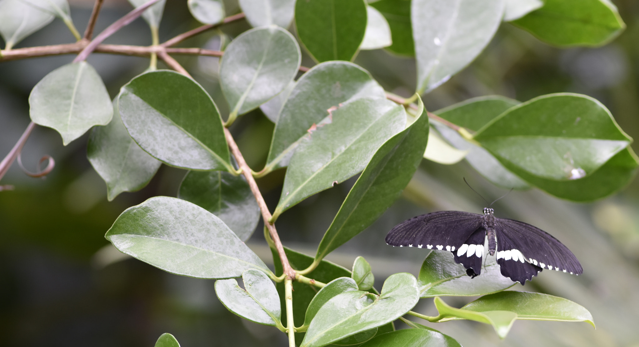 Nikon AF-S Micro-Nikkor 105mm F2.8G IF-ED VR sample photo. Butterfly8 photography