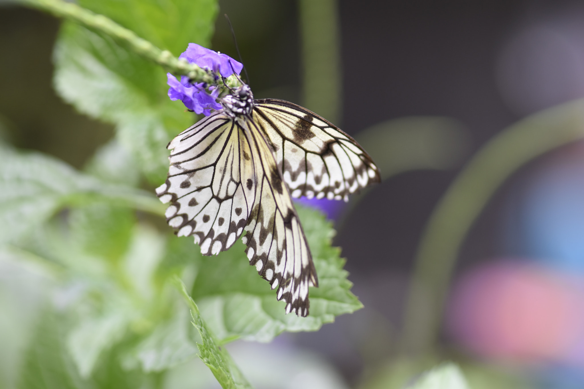 Nikon D5500 + Nikon AF-S Micro-Nikkor 105mm F2.8G IF-ED VR sample photo. Butterfly9 photography