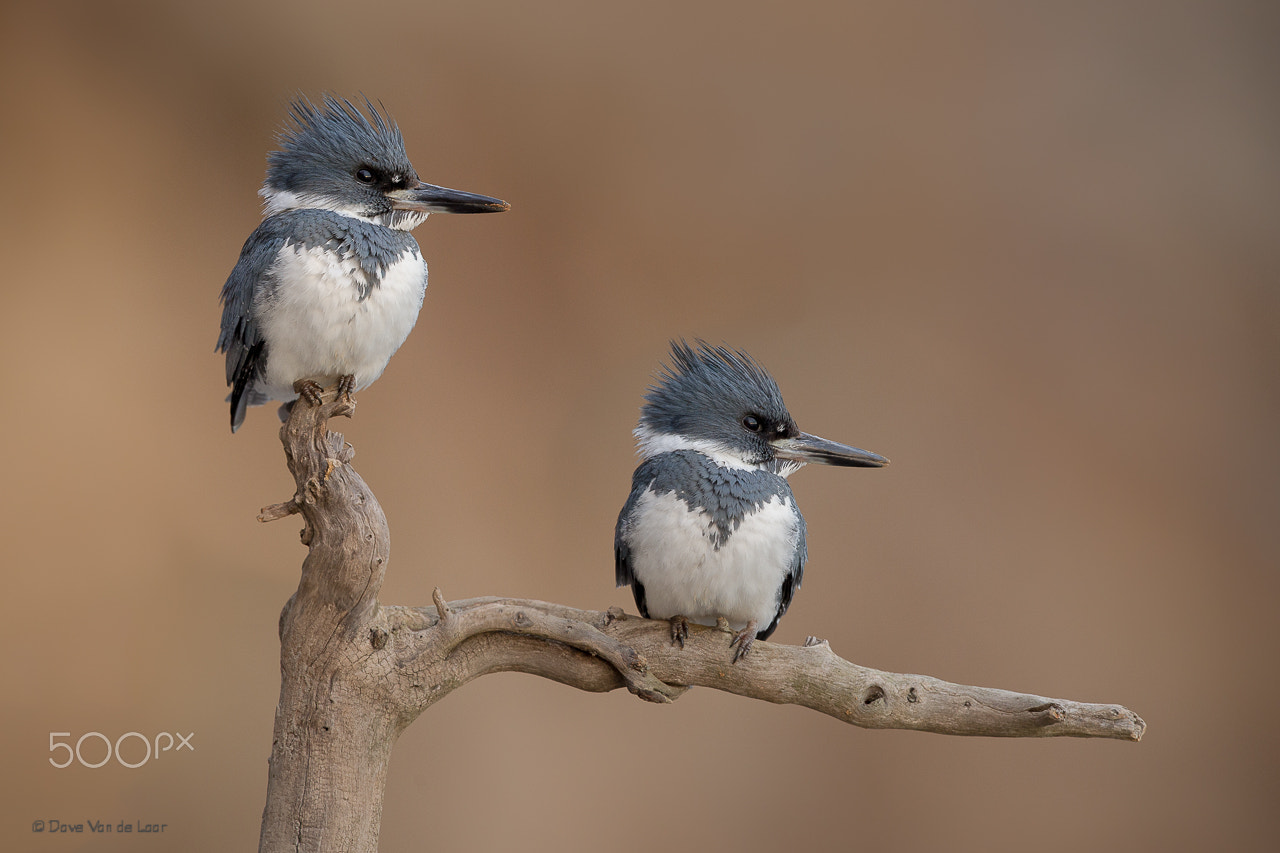 Nikon D3S + Nikon AF-S Nikkor 600mm F4G ED VR sample photo. Belted kingfishers photography