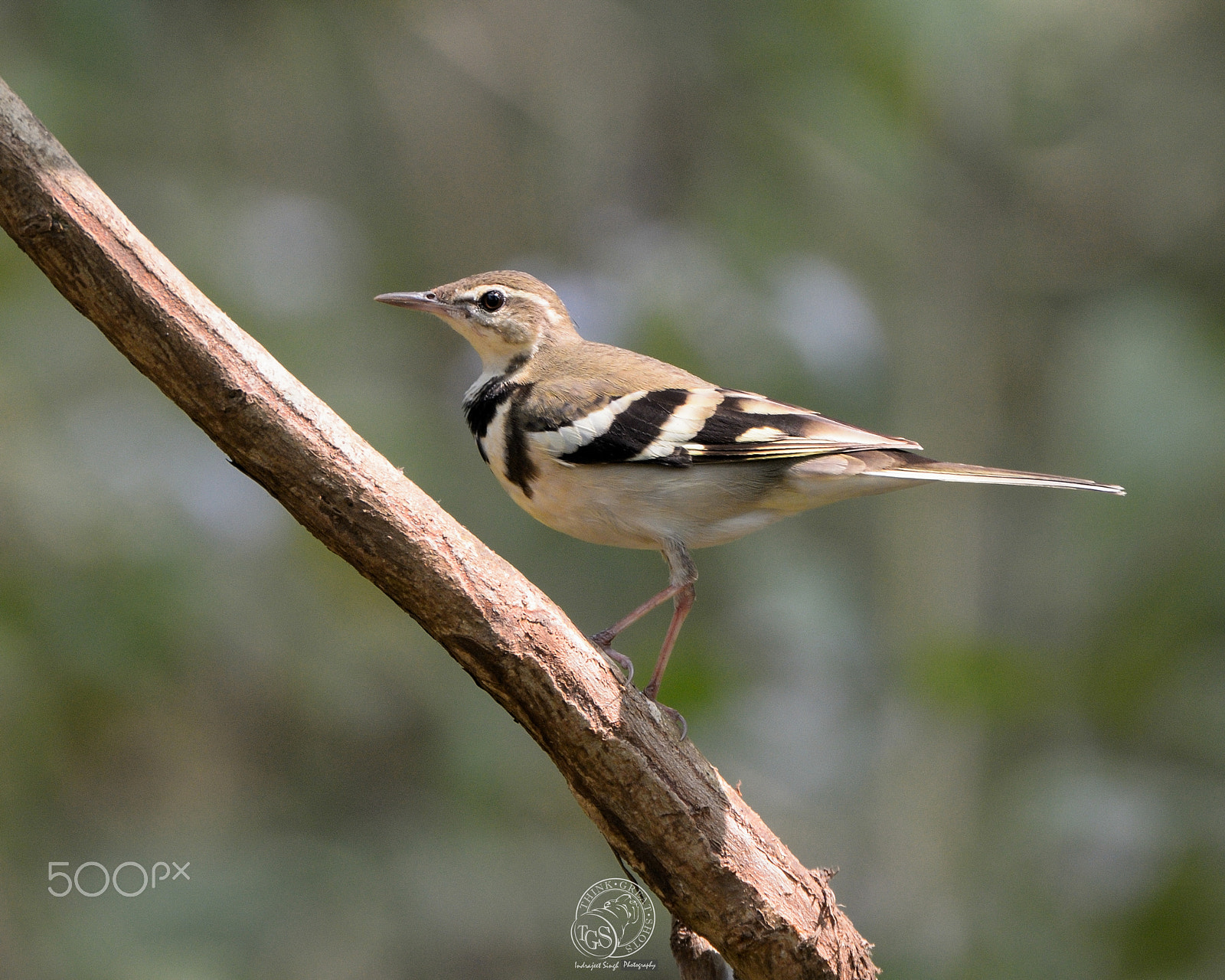 Nikon D7100 sample photo. Forest wagtail photography
