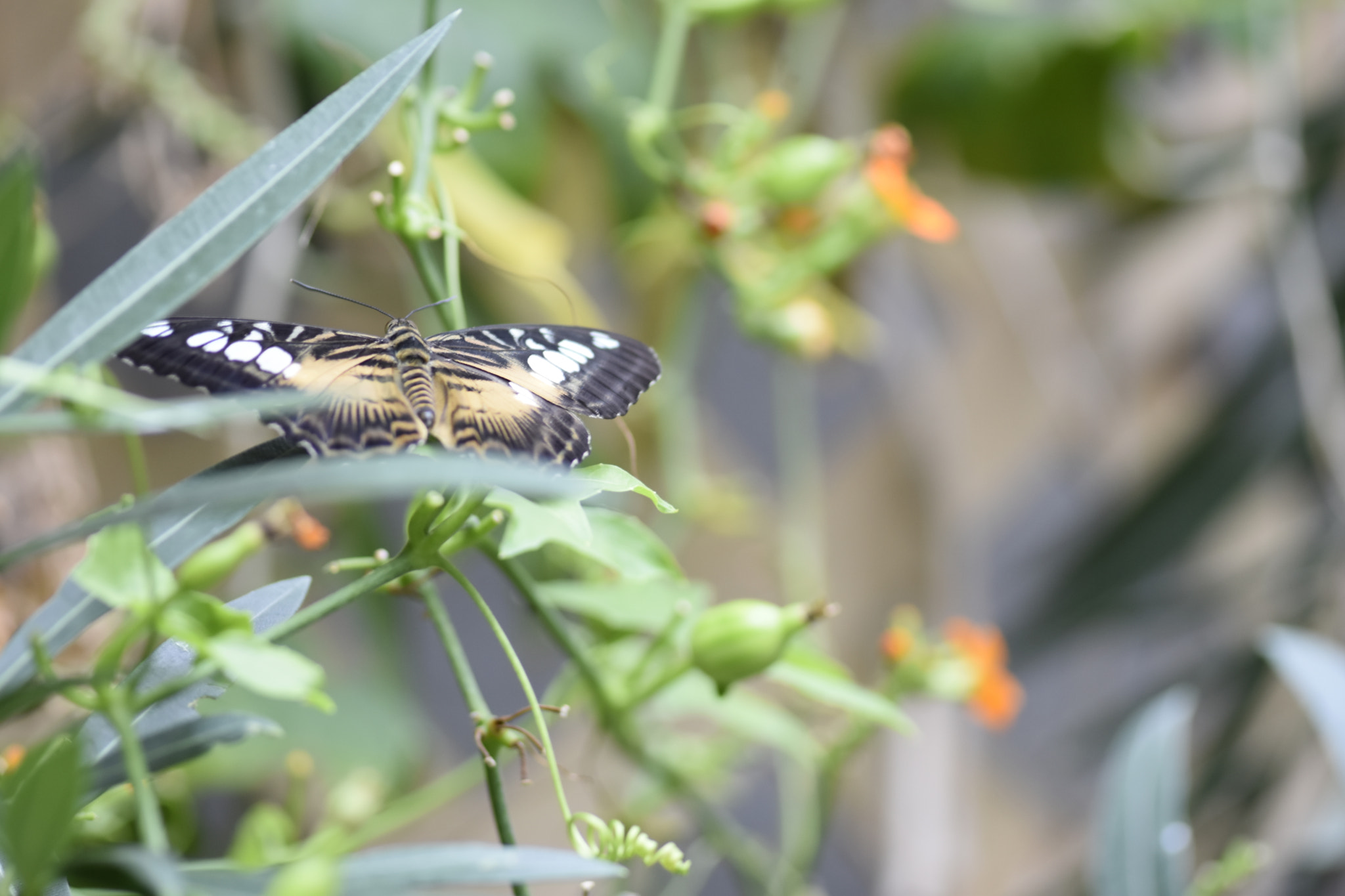 Nikon AF-S Micro-Nikkor 105mm F2.8G IF-ED VR sample photo. Butterfly10 photography
