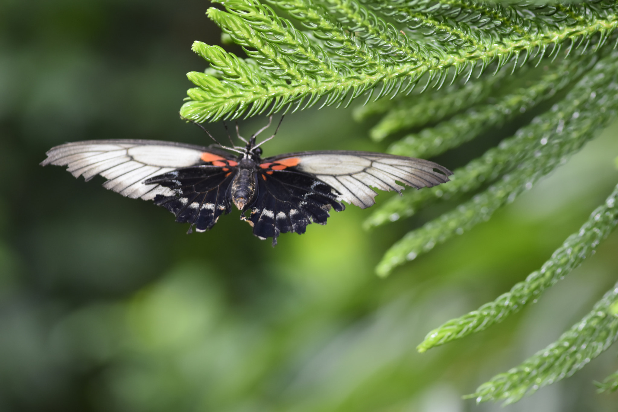 Nikon AF-S Micro-Nikkor 105mm F2.8G IF-ED VR sample photo. Butterfly 11 photography