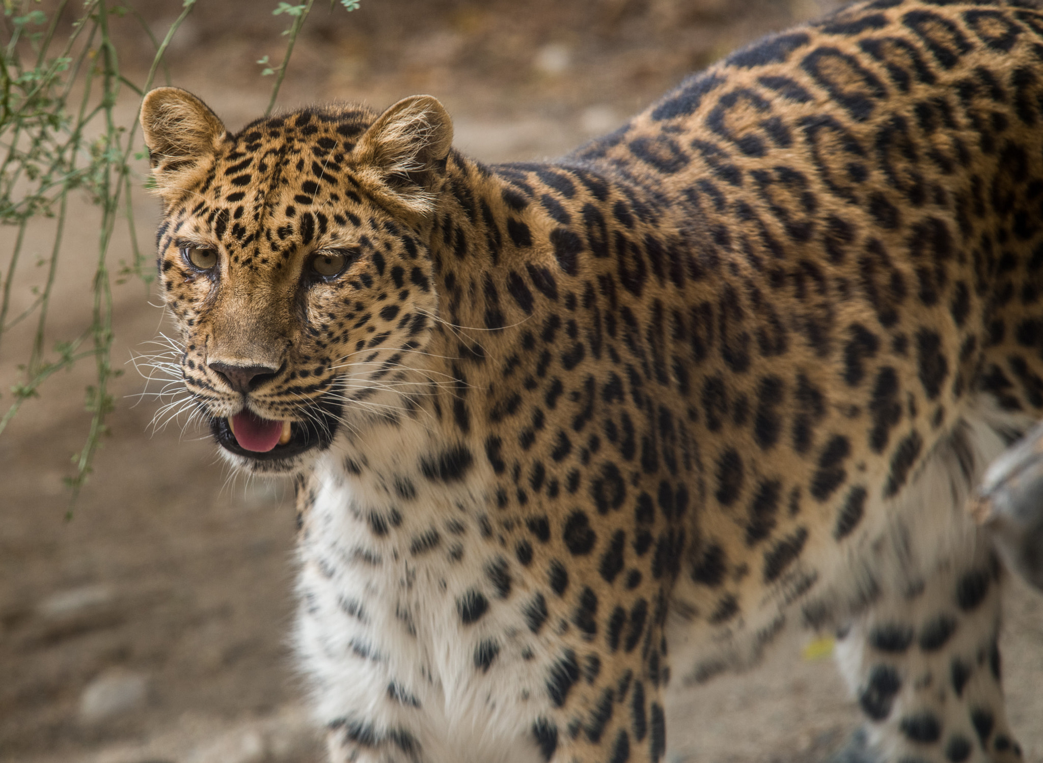 Sigma EX APO 100-300mm F4 IF sample photo. Leopard photography