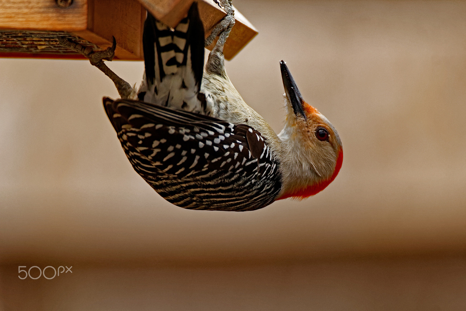 Canon EOS 600D (Rebel EOS T3i / EOS Kiss X5) + Tamron SP 150-600mm F5-6.3 Di VC USD sample photo. Red-bellied woodpecker on a feeder photography