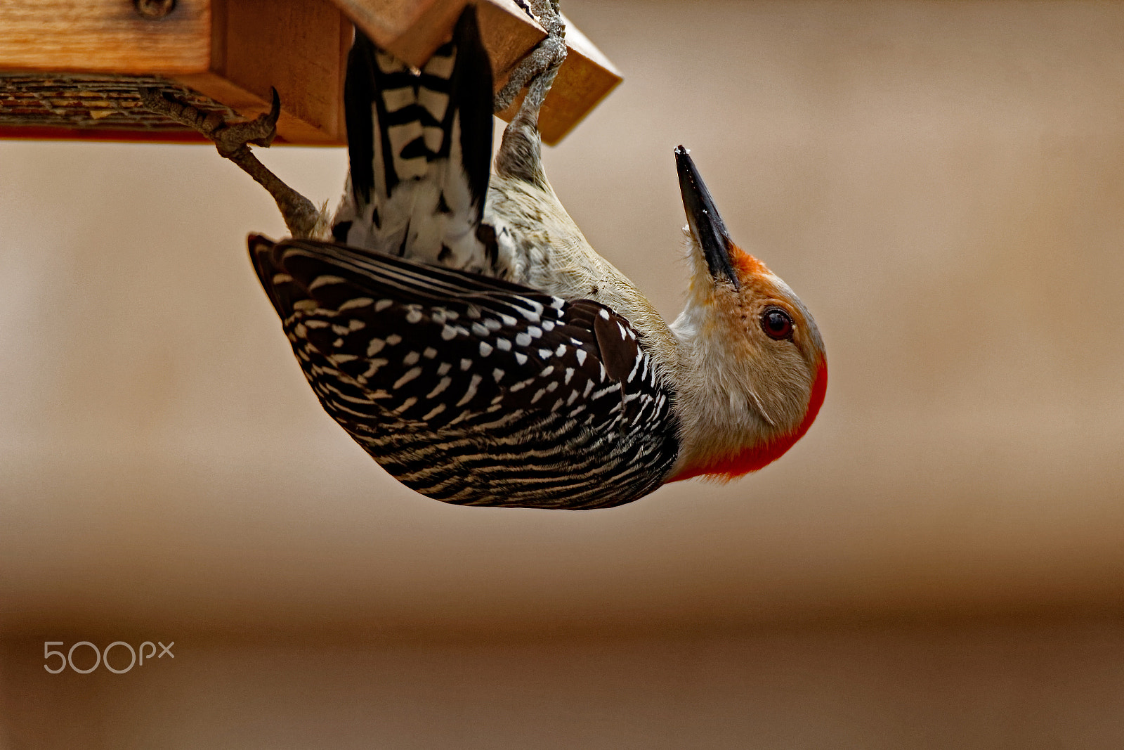 Tamron SP 150-600mm F5-6.3 Di VC USD sample photo. Red-bellied woodpecker on a feeder photography