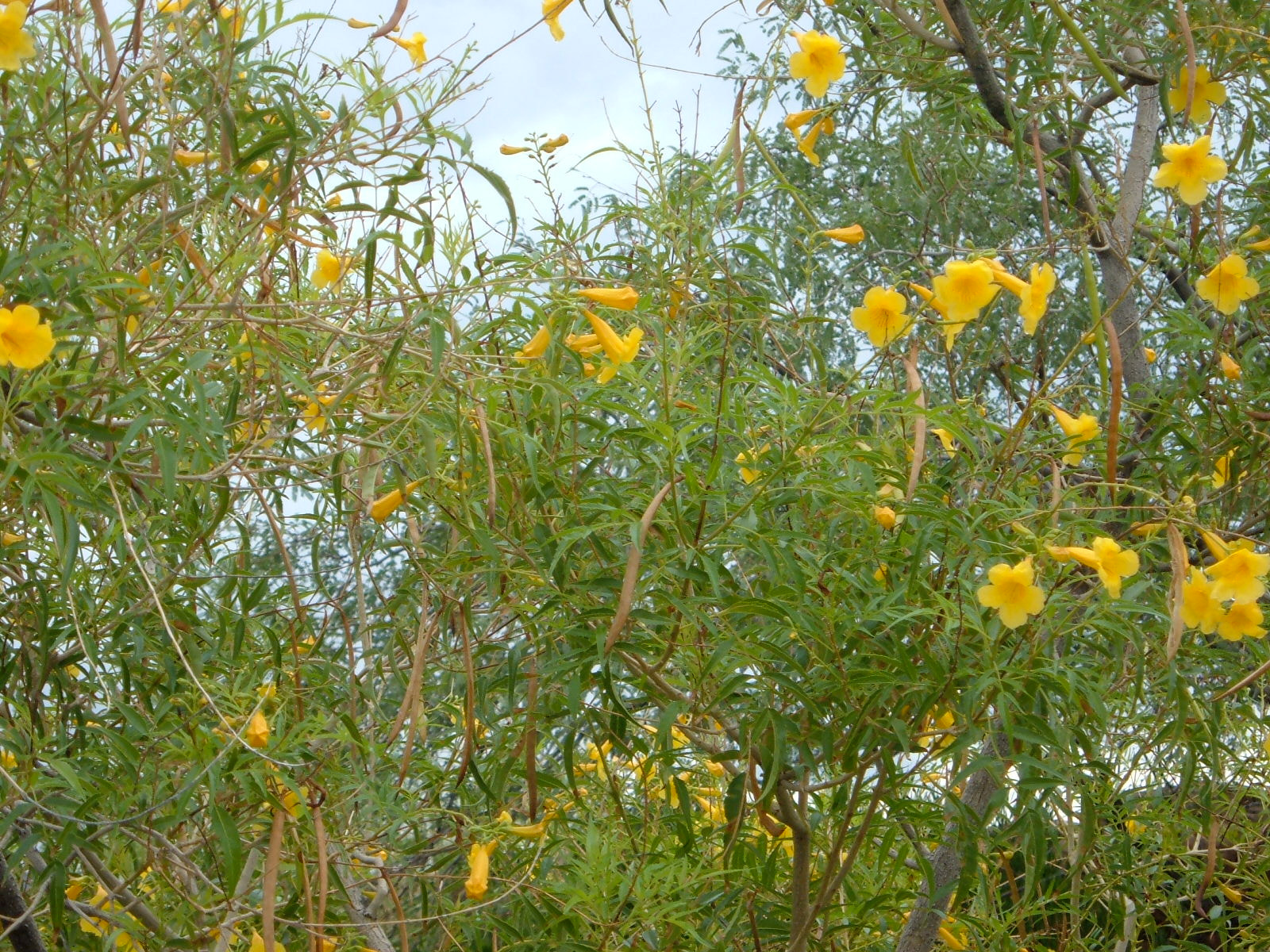 Fujifilm FinePix A340 sample photo. Yellow desert flowers photography