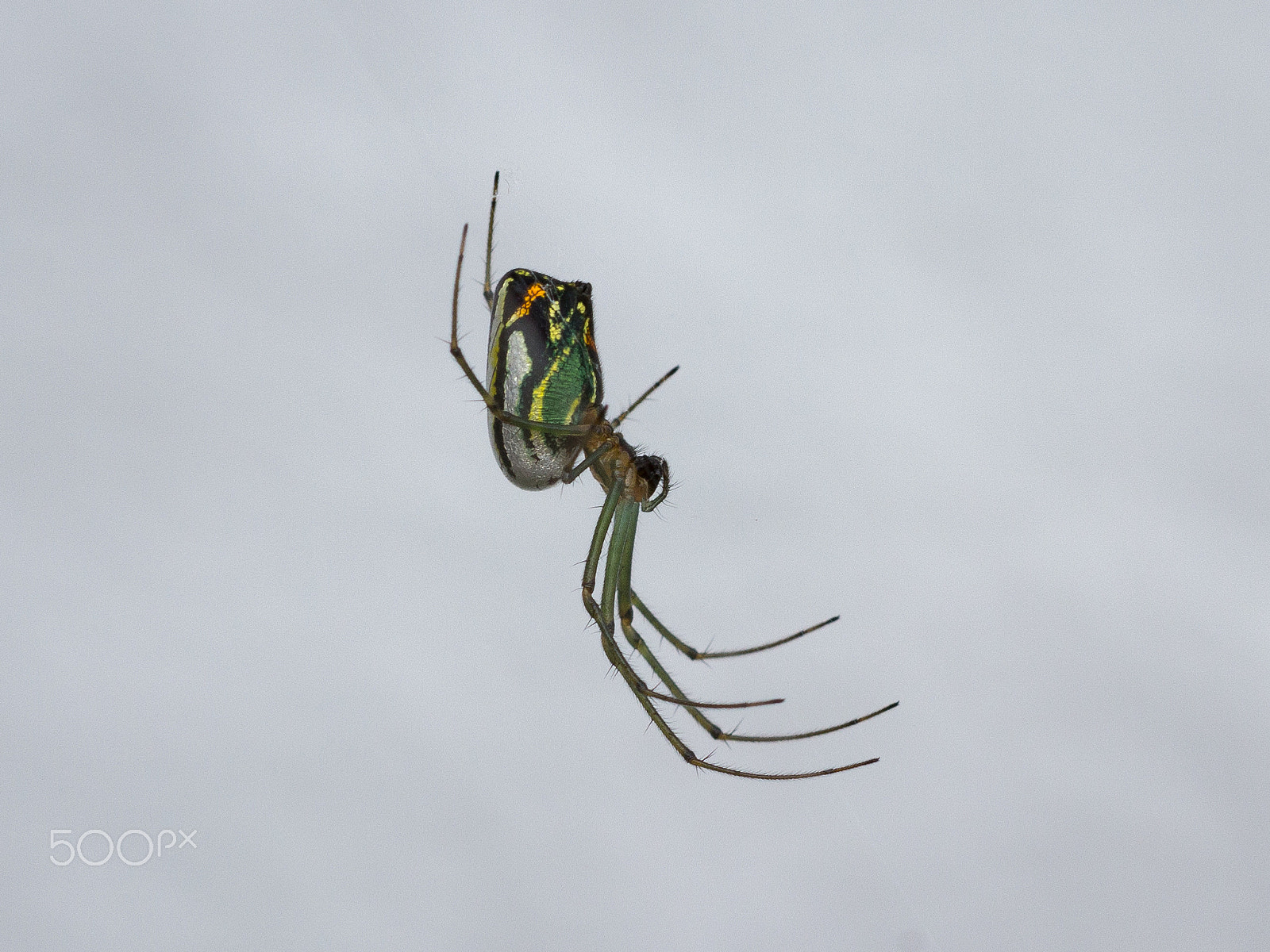 Canon EF 100mm F2.8 Macro USM sample photo. Araña de colores photography