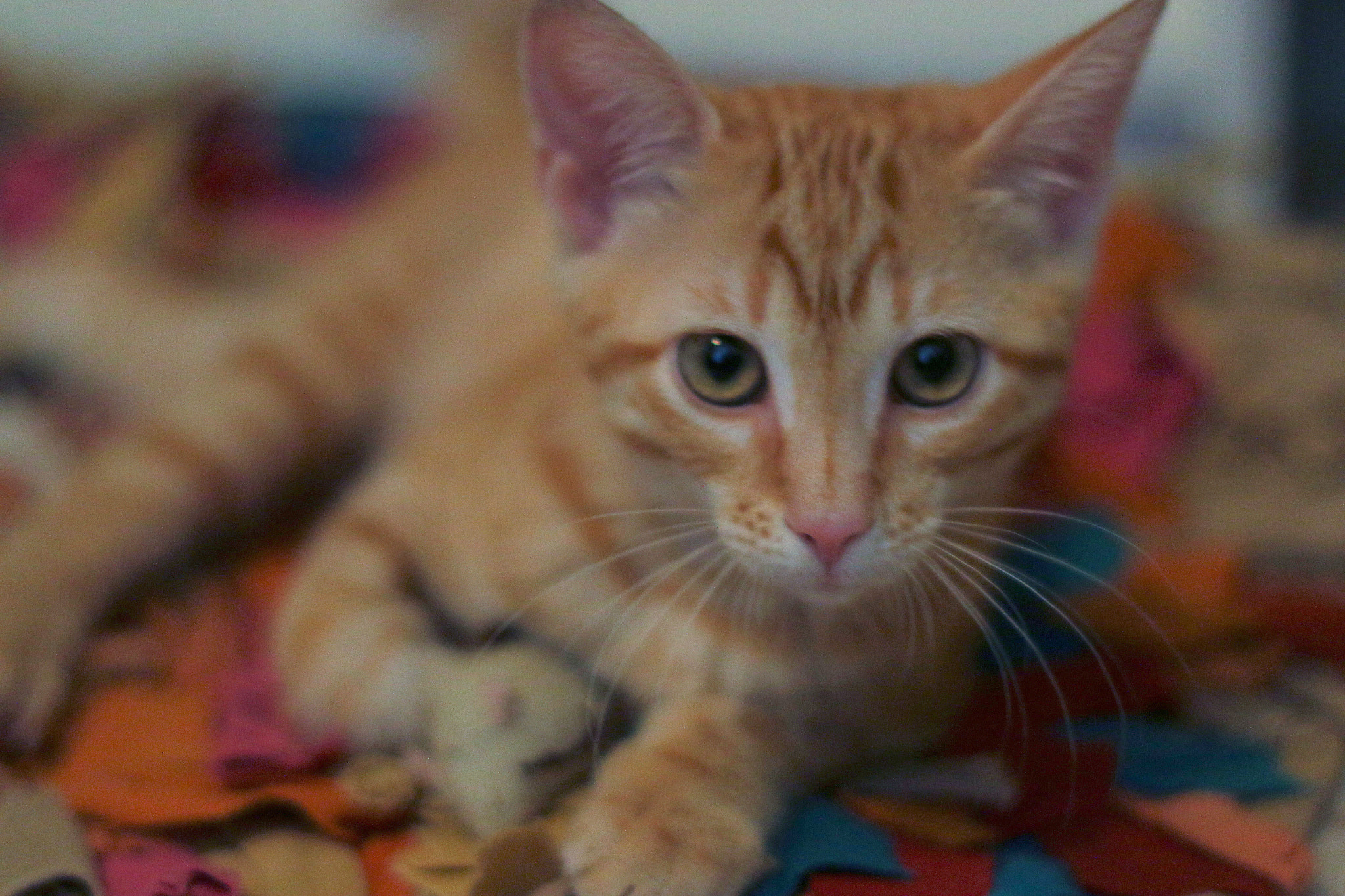Canon EOS 70D + Canon EF 50mm F1.8 II sample photo. Dinah photography