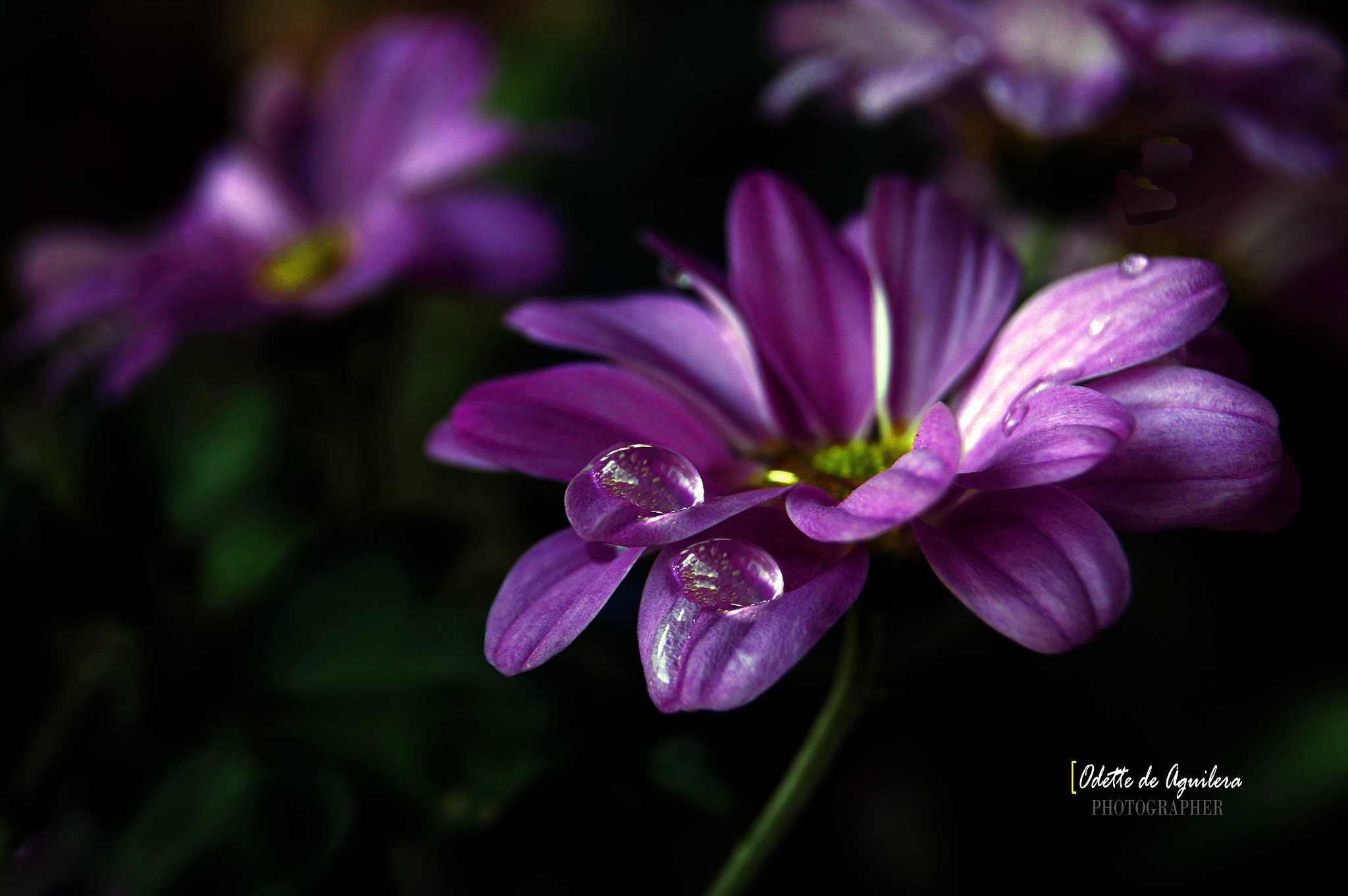 Sony Alpha DSLR-A580 sample photo. Odette de aguilera photograph photography