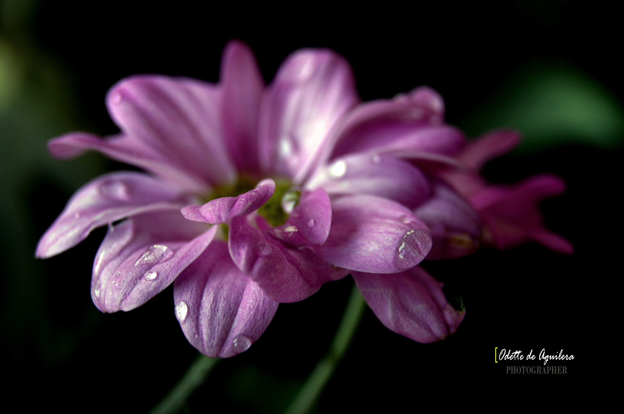 Sony Alpha DSLR-A580 sample photo. Odette de aguilera photograph photography