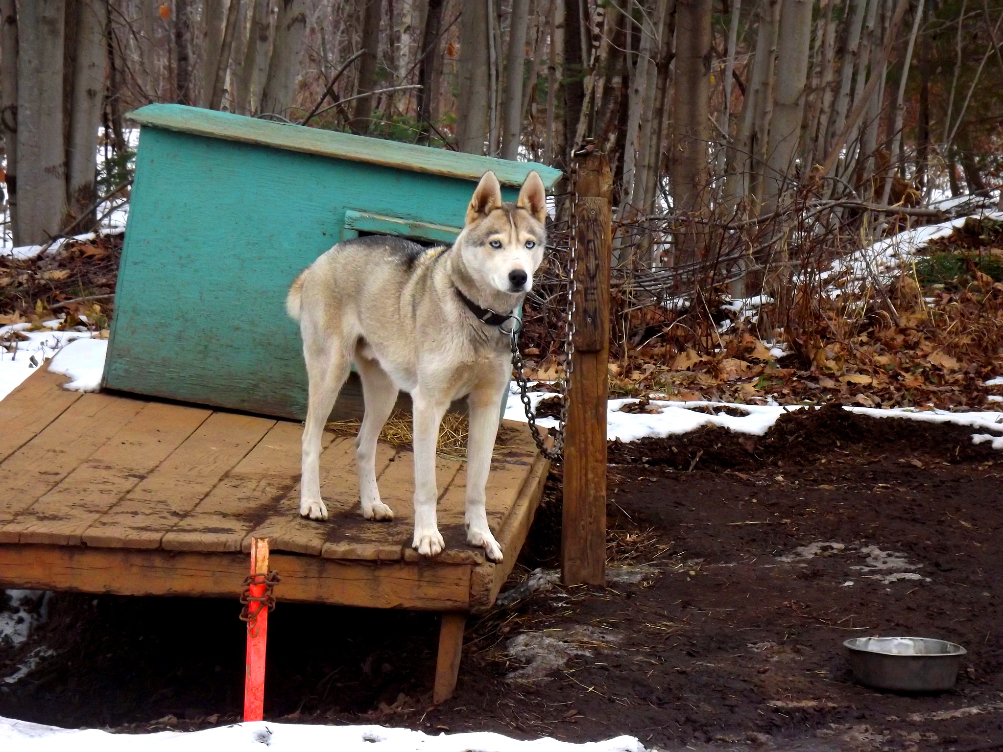 Fujifilm FinePix S3280 sample photo. Sled dog photography