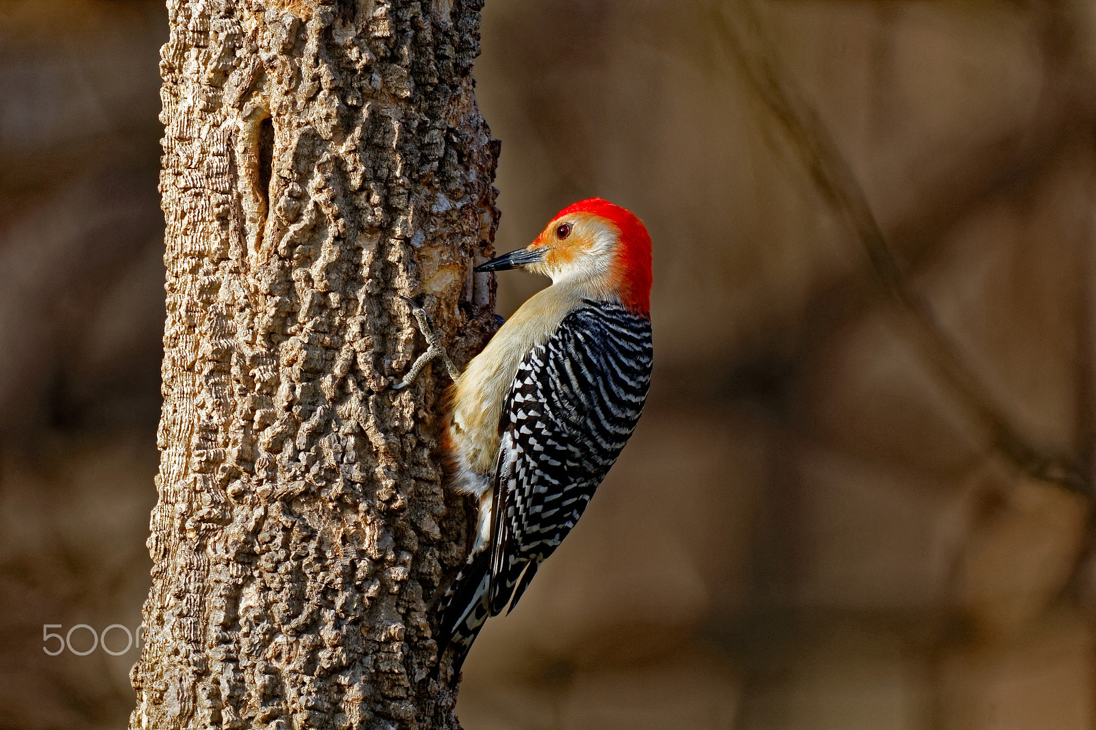 Canon EOS 600D (Rebel EOS T3i / EOS Kiss X5) + Tamron SP 150-600mm F5-6.3 Di VC USD sample photo. Red-bellied woodpecker on a tree photography