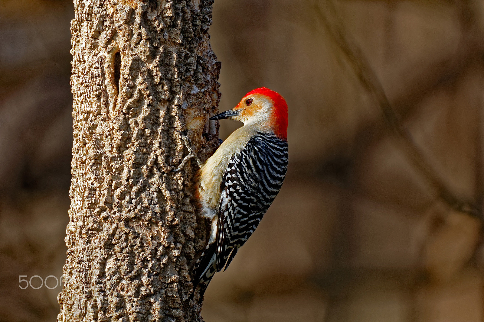 Tamron SP 150-600mm F5-6.3 Di VC USD sample photo. Red-bellied woodpecker on a tree photography