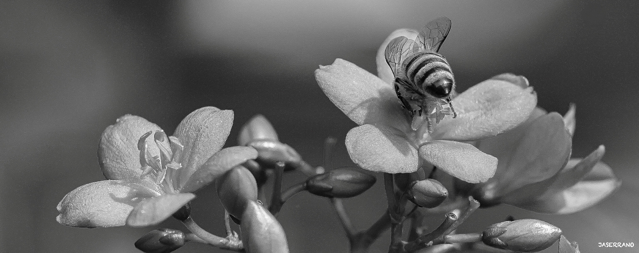 Canon EF 100mm F2.8L Macro IS USM sample photo. Bee bee b&w photography