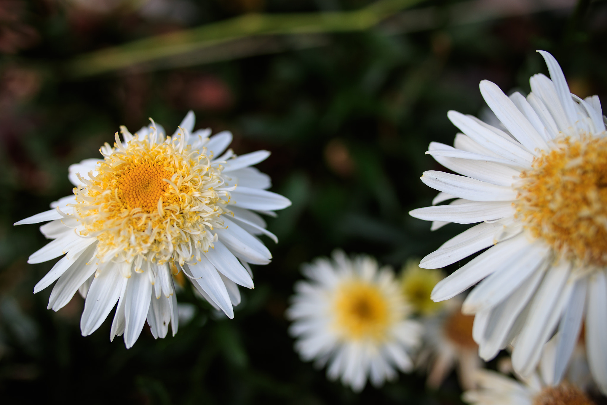 Canon EOS-1D X Mark II sample photo. Summerling photography