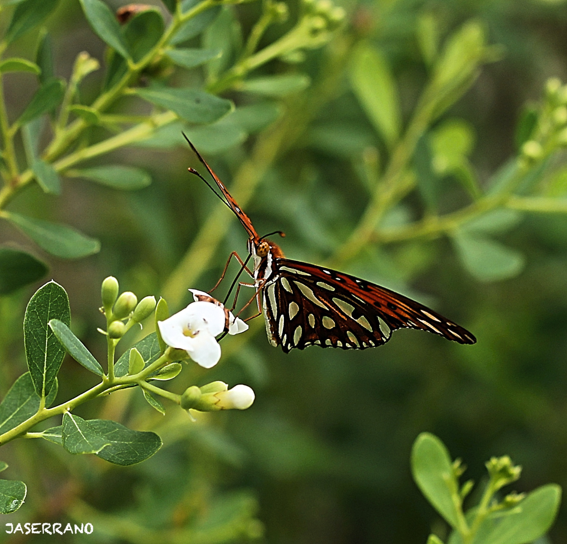 Canon EF 100mm F2.8L Macro IS USM sample photo. Butterfly copy photography
