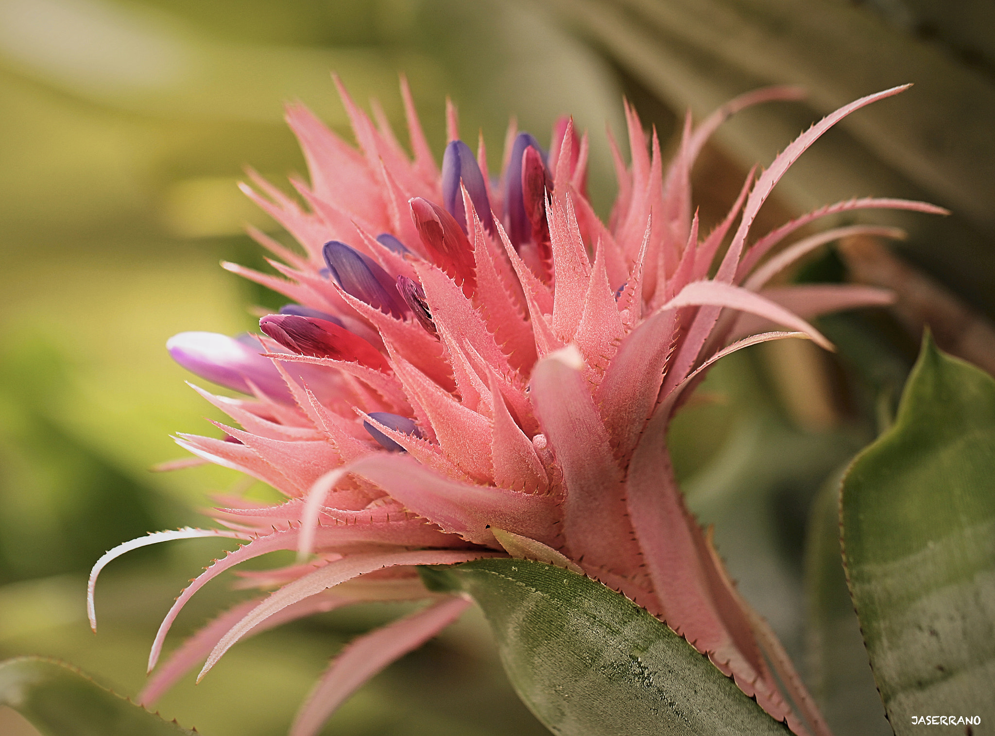 Canon EF 100mm F2.8L Macro IS USM sample photo. Color mix photography
