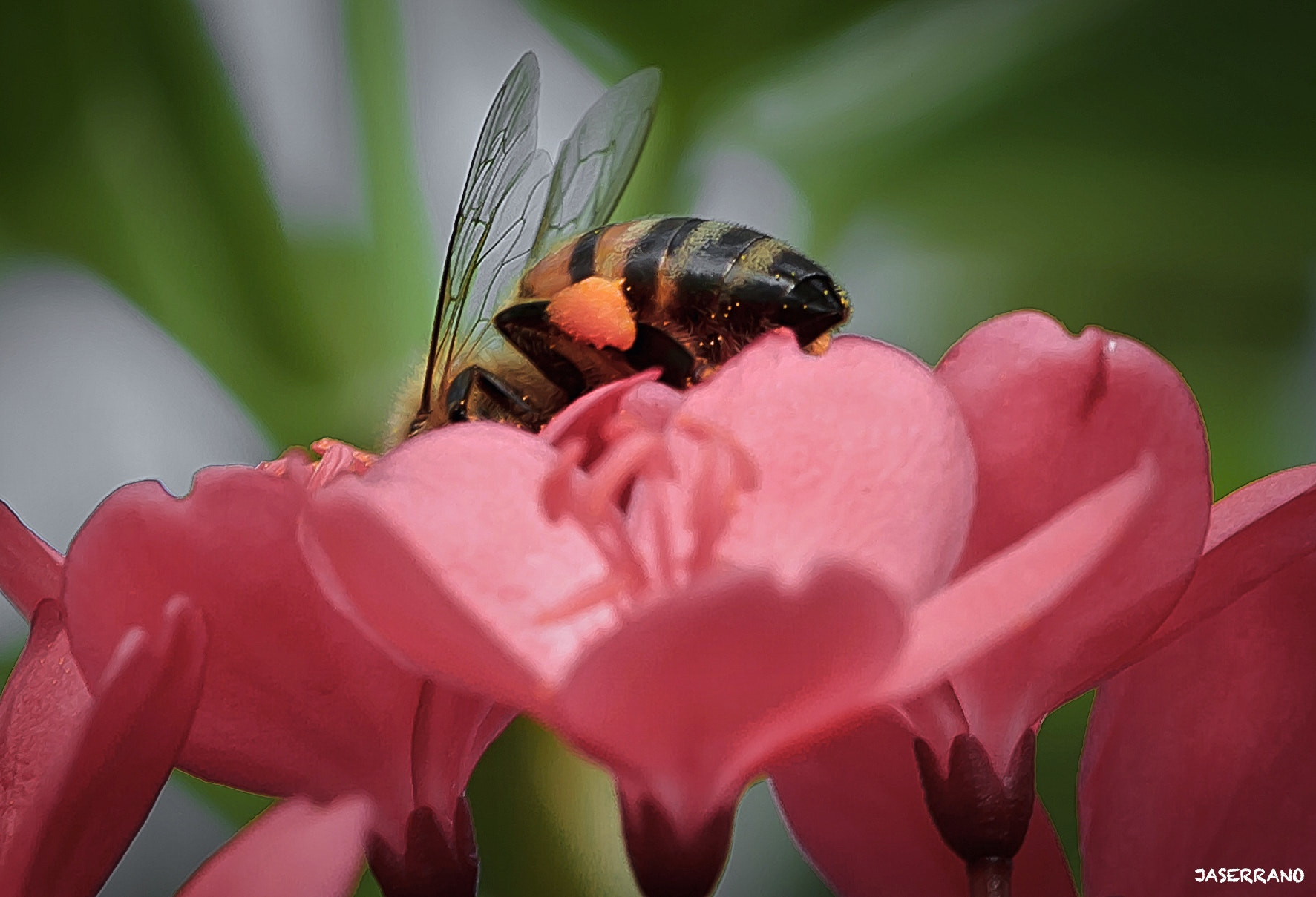 Canon EF 100mm F2.8L Macro IS USM sample photo. Dig in bee photography