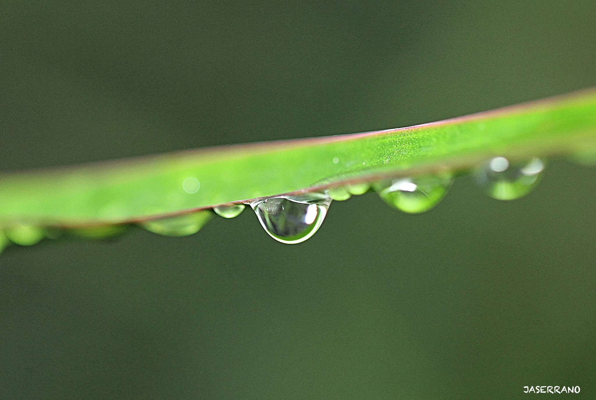 Canon EF 100mm F2.8L Macro IS USM sample photo. Droplet photography