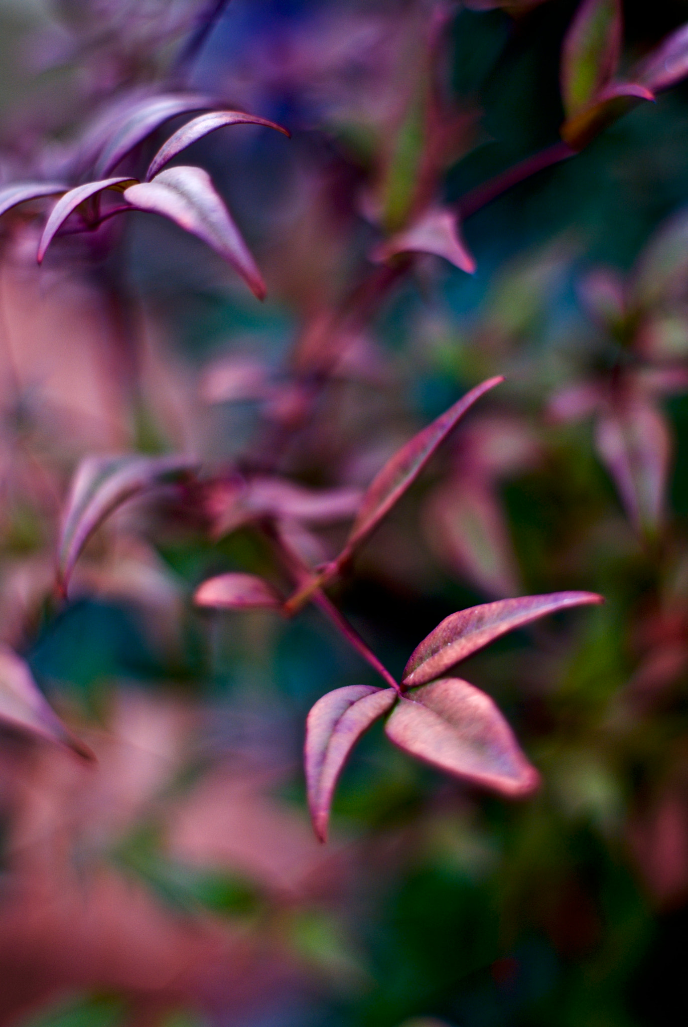 Sony Alpha DSLR-A100 + Sony 50mm F1.4 sample photo. Simple nature ii photography