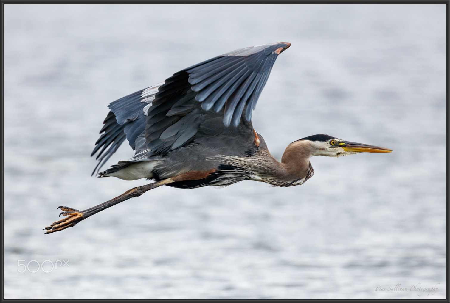 Canon EF 400mm F4 DO IS II USM sample photo. Blue heron photography