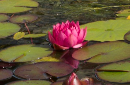 Sony E 18-55mm F3.5-5.6 OSS sample photo. Floating on a pond... photography