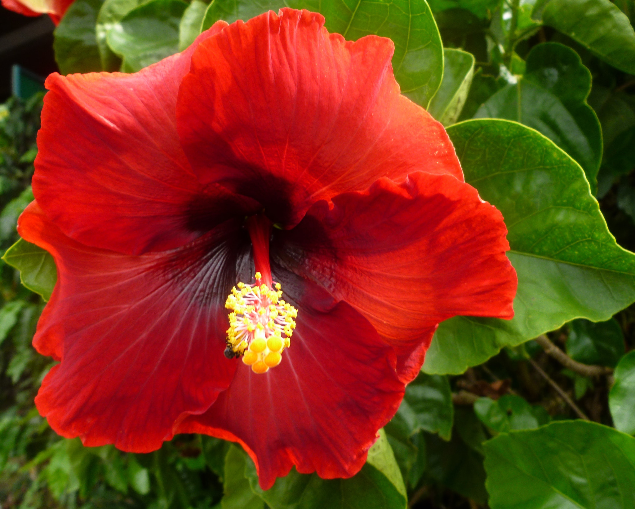 Panasonic DMC-FH27 sample photo. Hibiscus photography