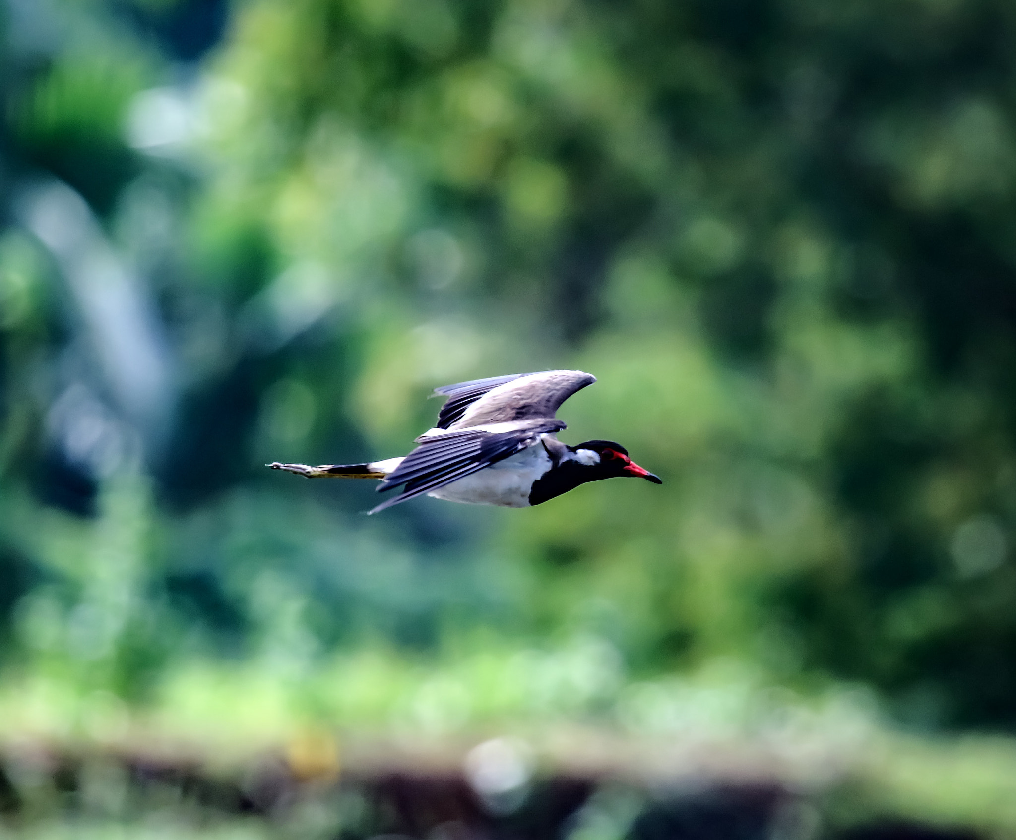 Canon EF 100-400mm F4.5-5.6L IS USM sample photo