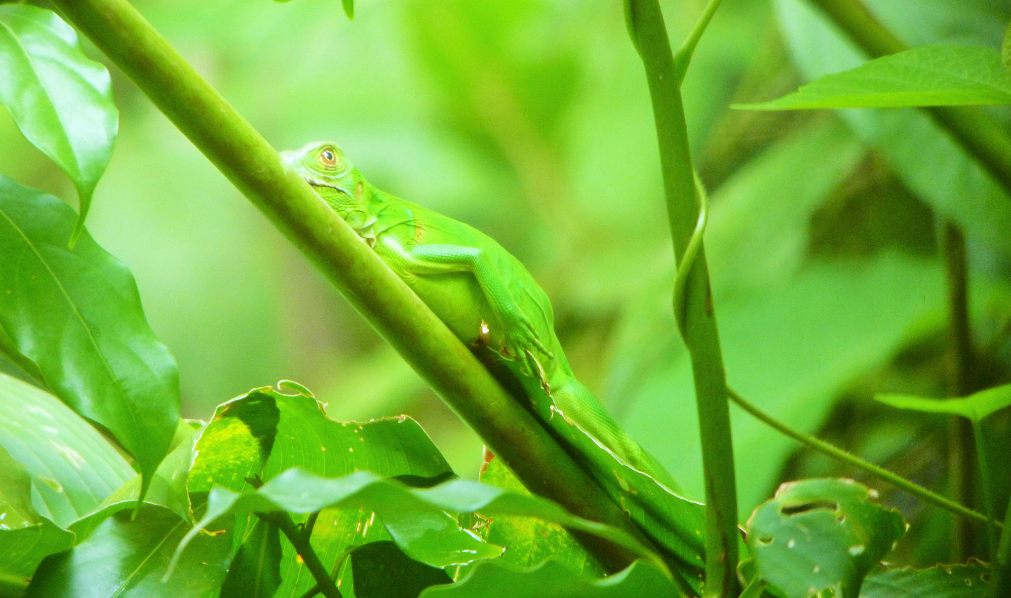 Panasonic DMC-FH27 sample photo. Costa rican green lizard photography