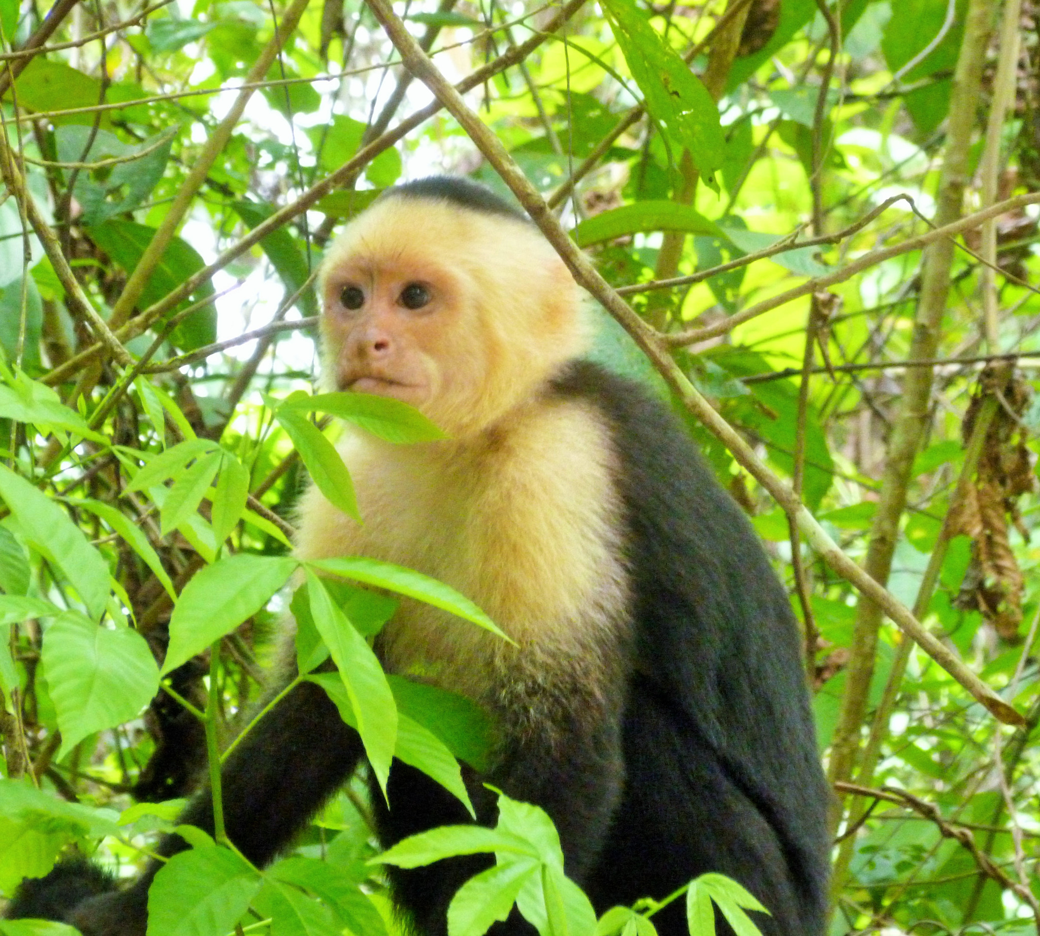 Panasonic DMC-FH27 sample photo. Capuchin monkey photography