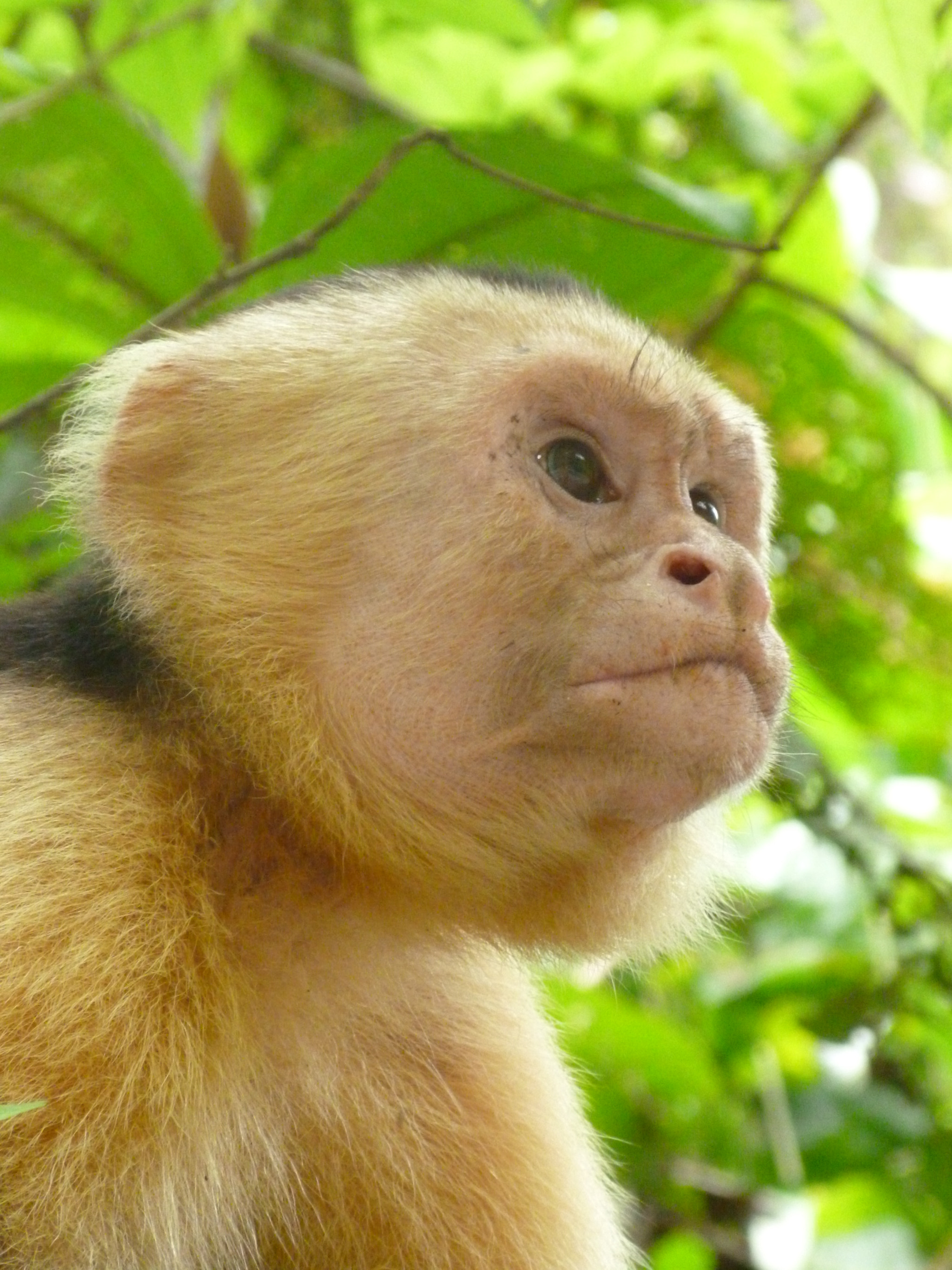 Panasonic DMC-FH27 sample photo. A thoughtful capuchin photography