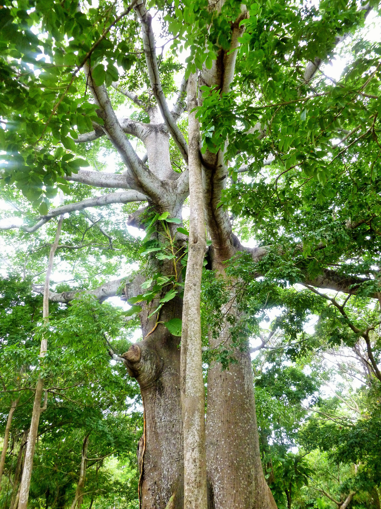 Panasonic DMC-FH27 sample photo. Trees of belize photography