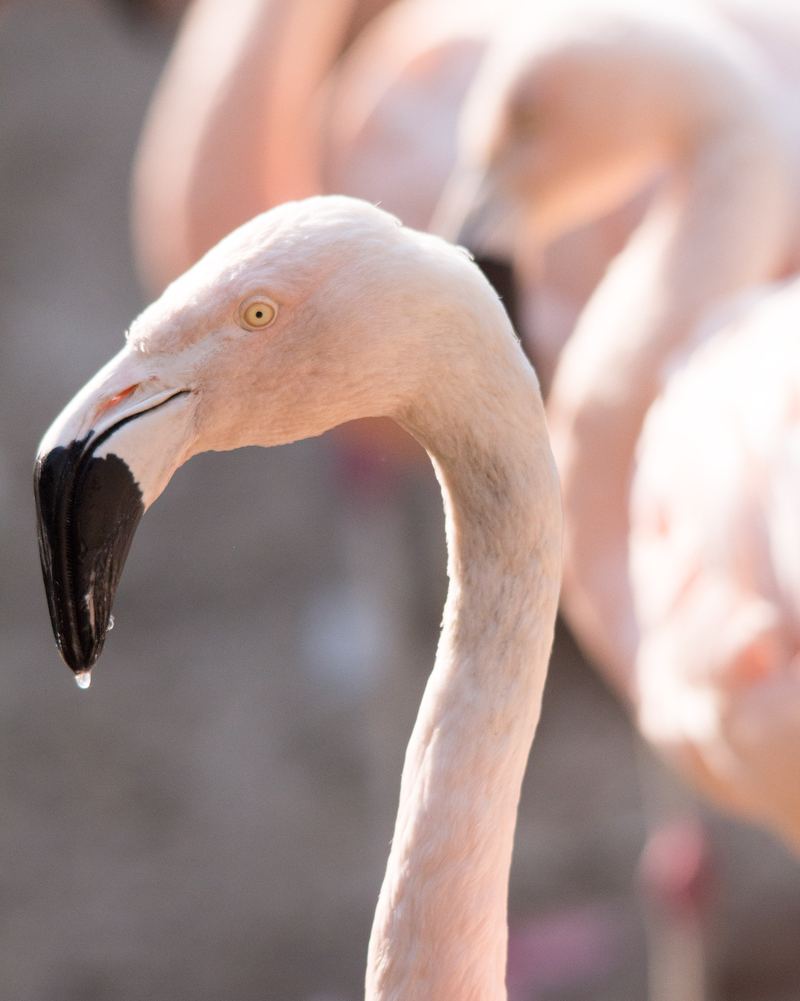 Sigma 150-500mm F5-6.3 DG OS HSM sample photo. Flamingo photography
