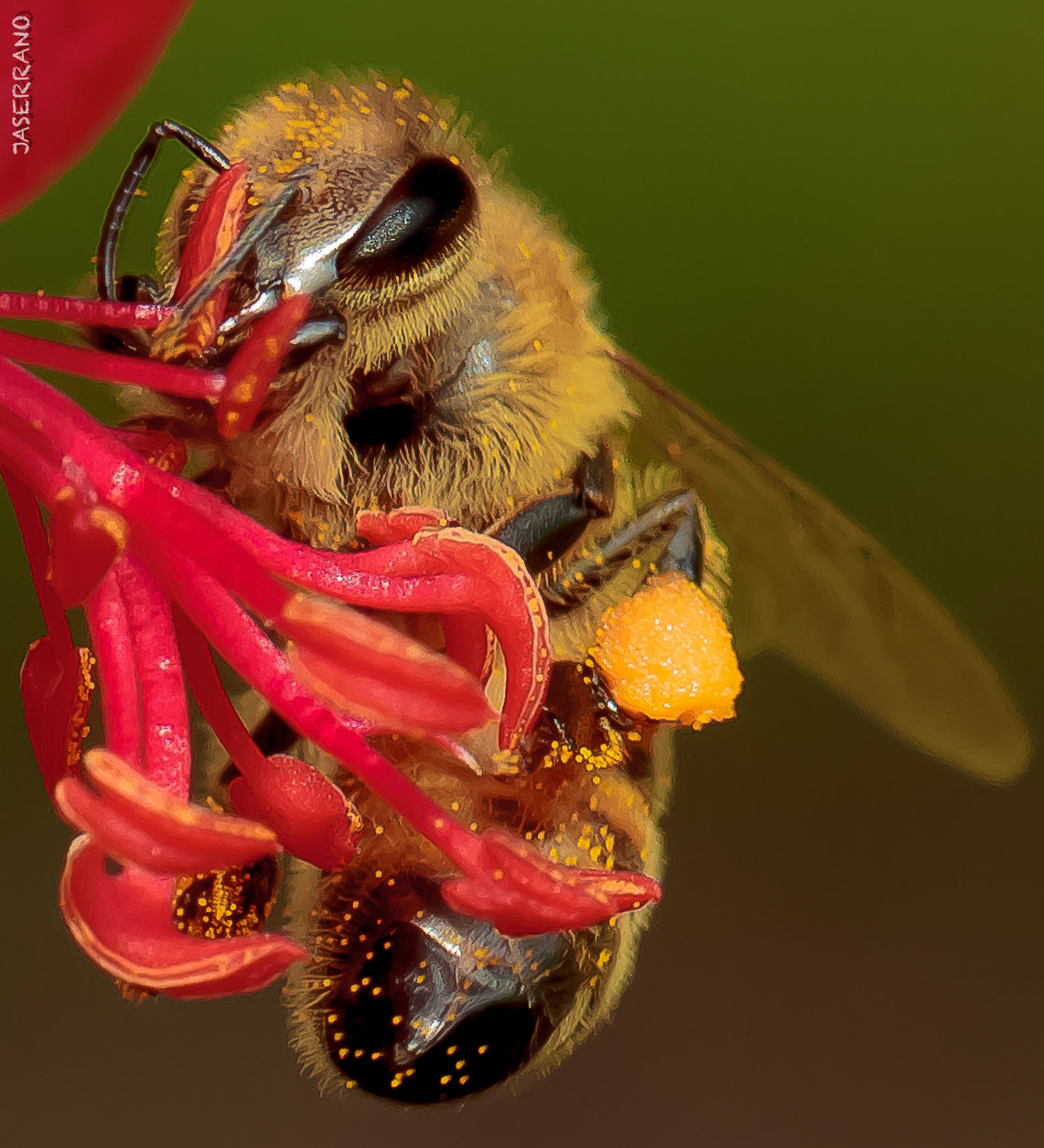 Canon EF 100mm F2.8L Macro IS USM sample photo. Just bee closer photography