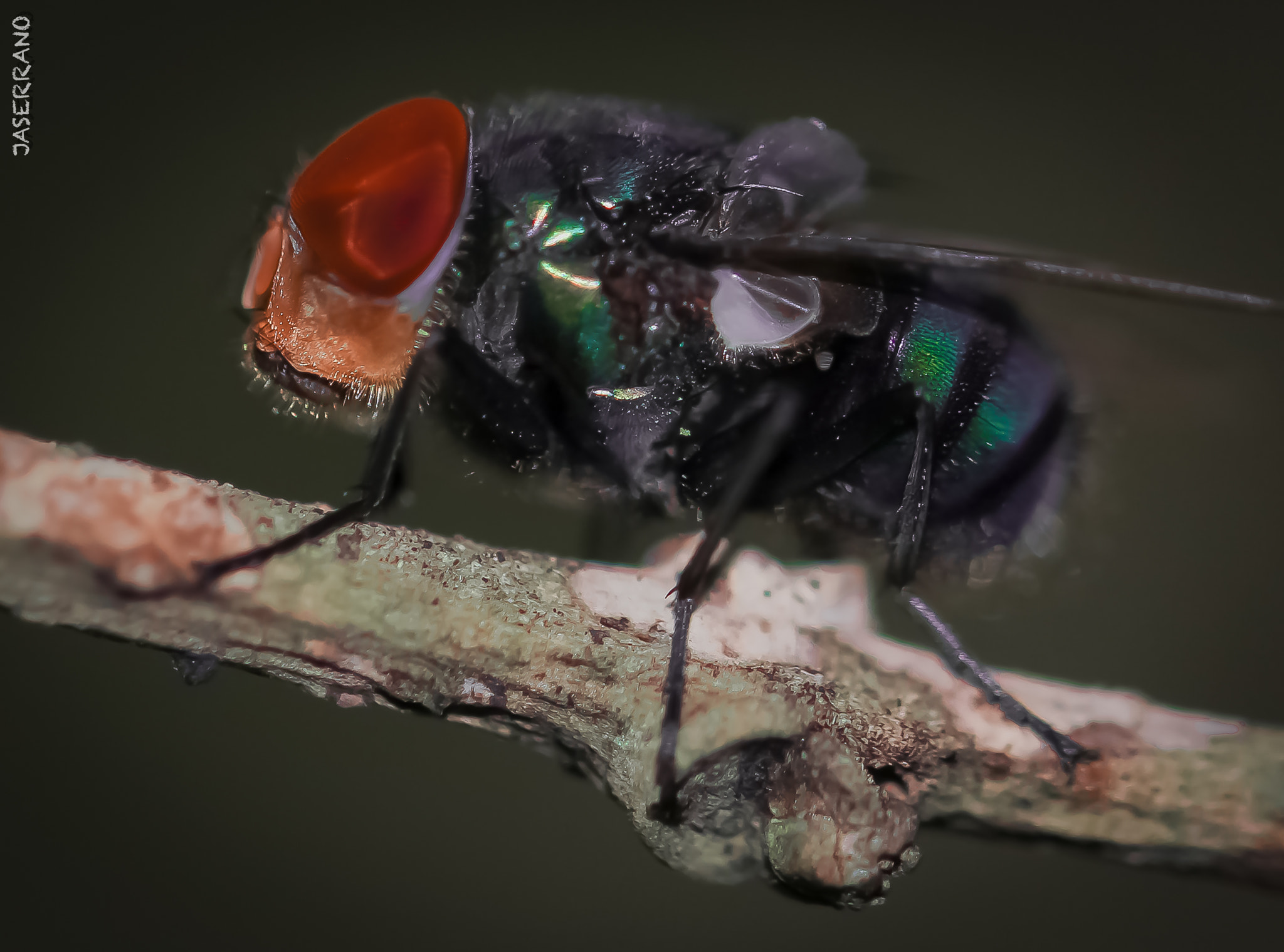 Canon EF 100mm F2.8L Macro IS USM sample photo. The fly photography