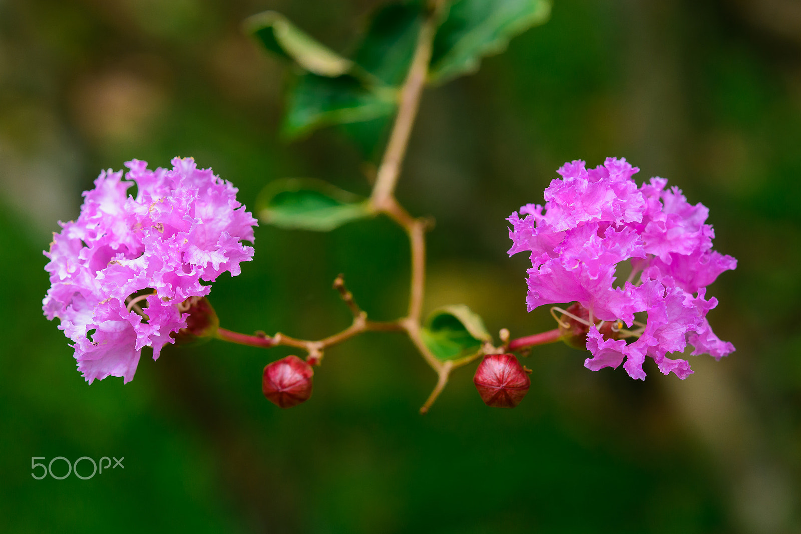 Nikon AF-S Micro-Nikkor 60mm F2.8G ED sample photo. Crape myrtle, crape flower, indian lilac (yi-kheng) photography