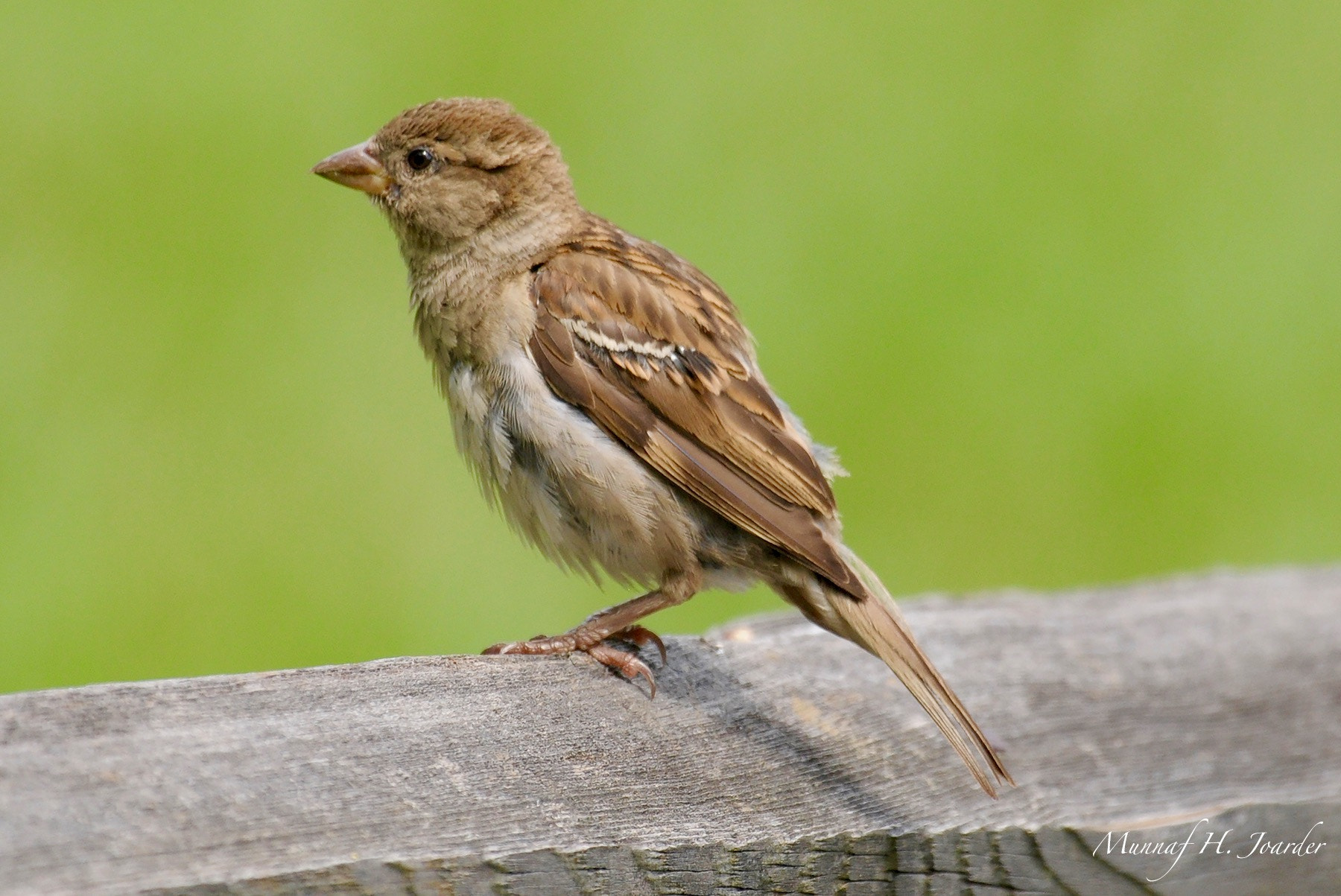 Nikon AF-S Nikkor 200-500mm F5.6E ED VR sample photo