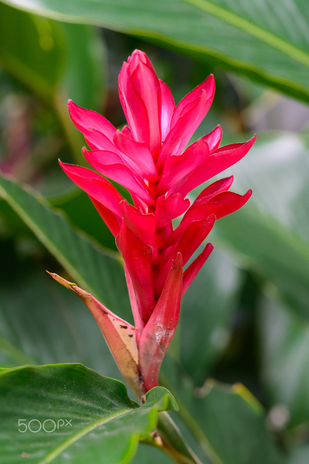Nikon AF-S Micro-Nikkor 60mm F2.8G ED sample photo. Ostrich plume, pink cone ginger photography